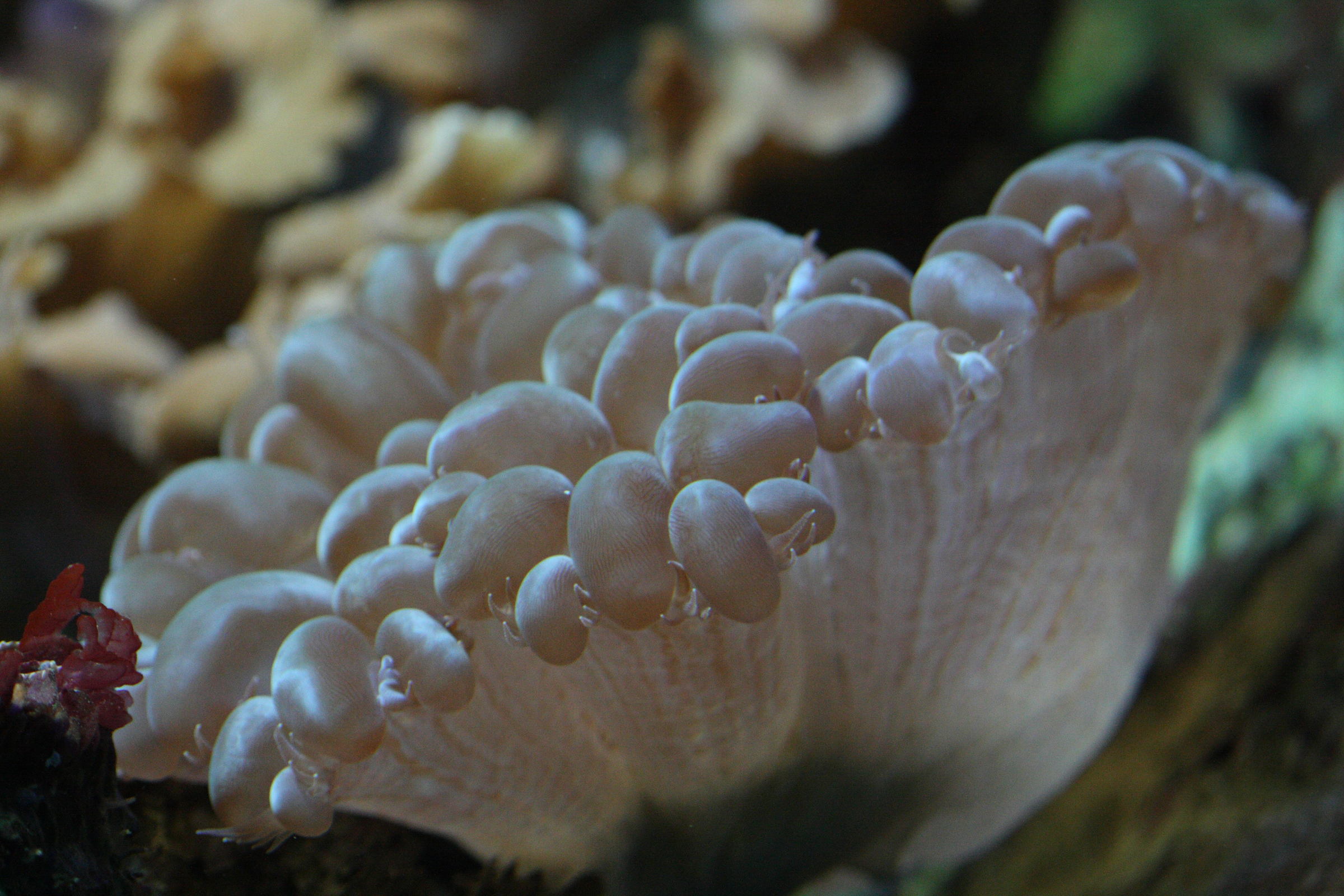 plerogyra_sinuosa3bd