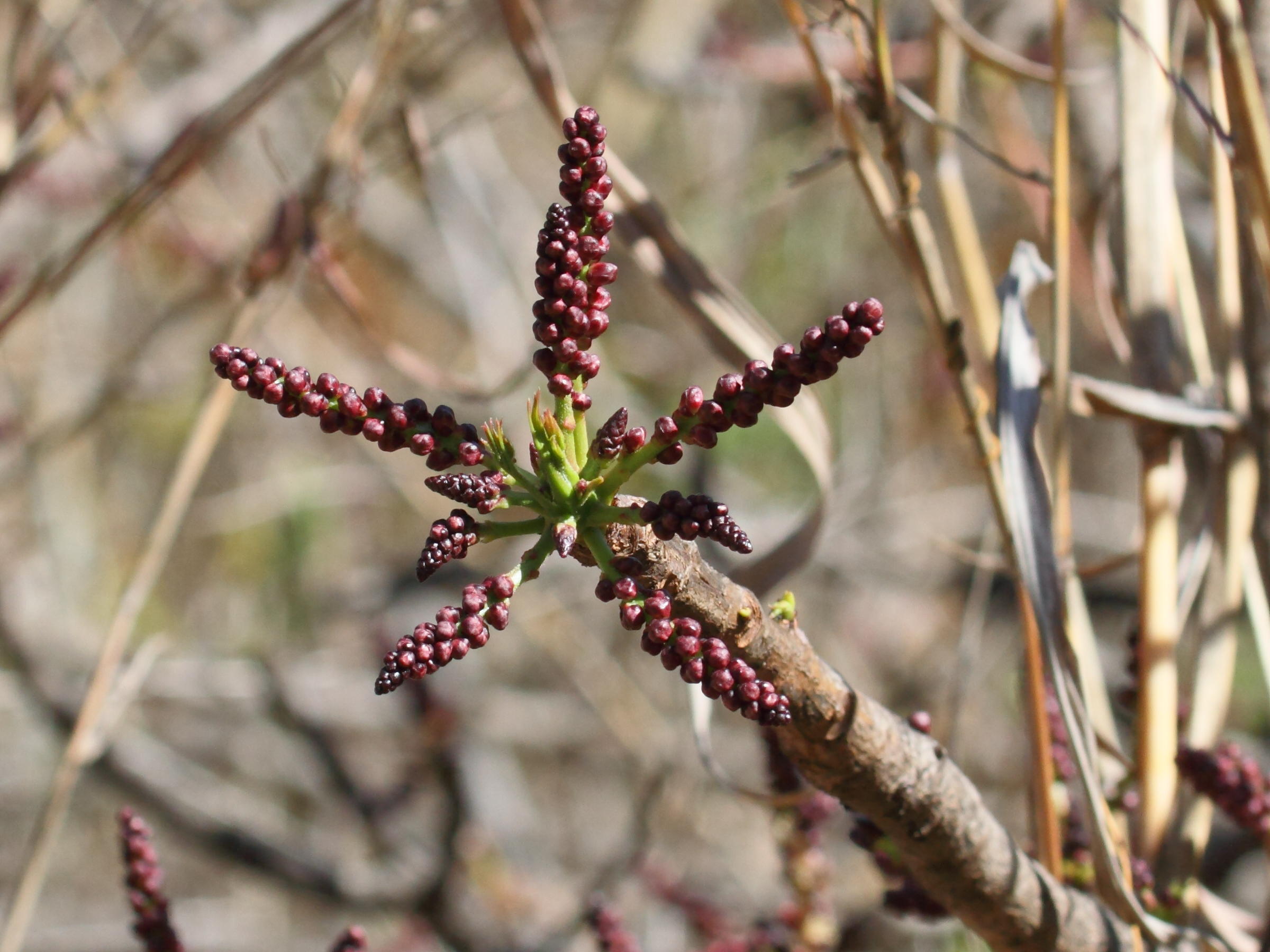 Afficher le média poupartia_caffra1bd poupartia_caffra1bd