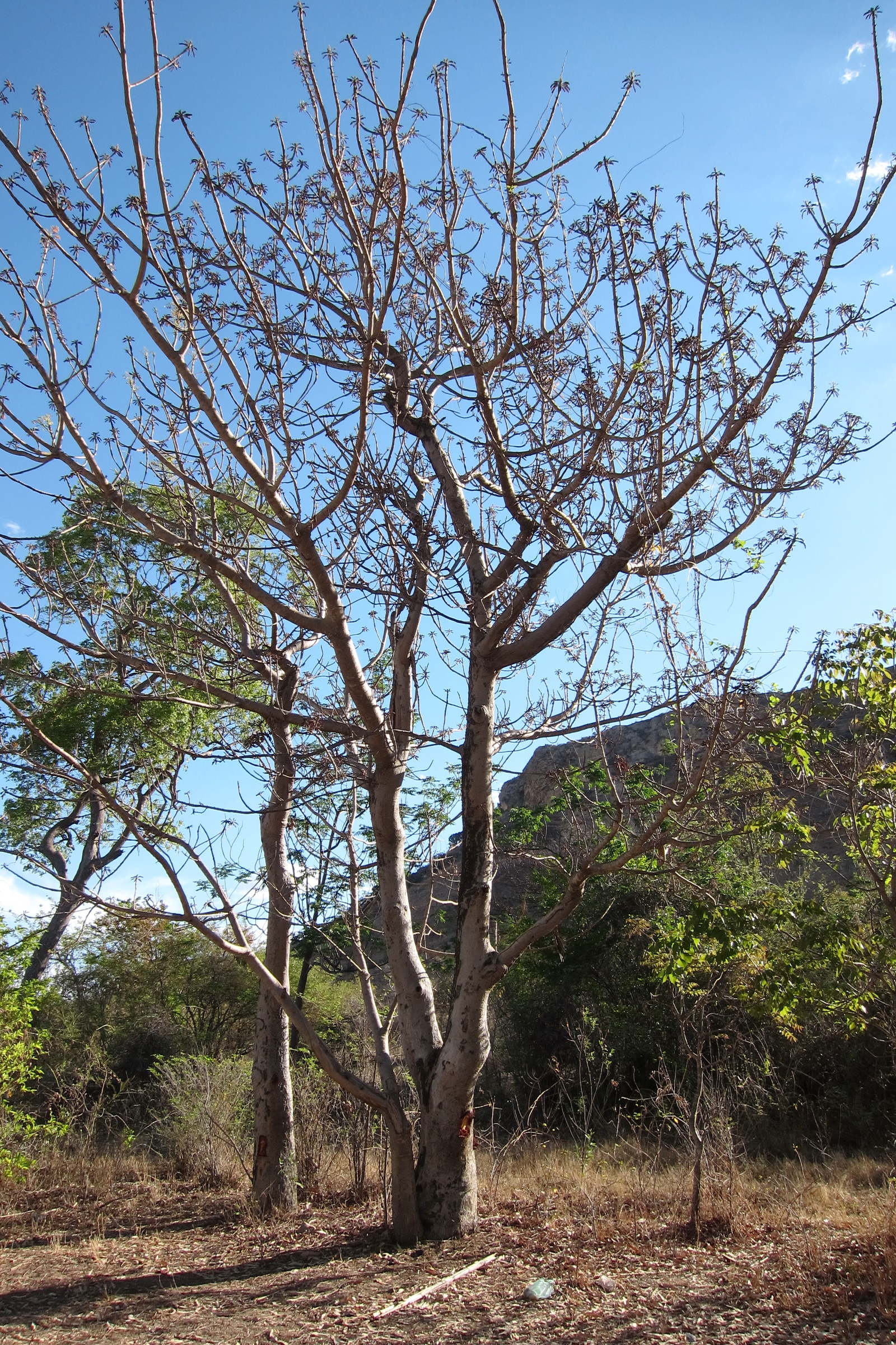 Afficher le média poupartia_caffra2bd poupartia_caffra2bd