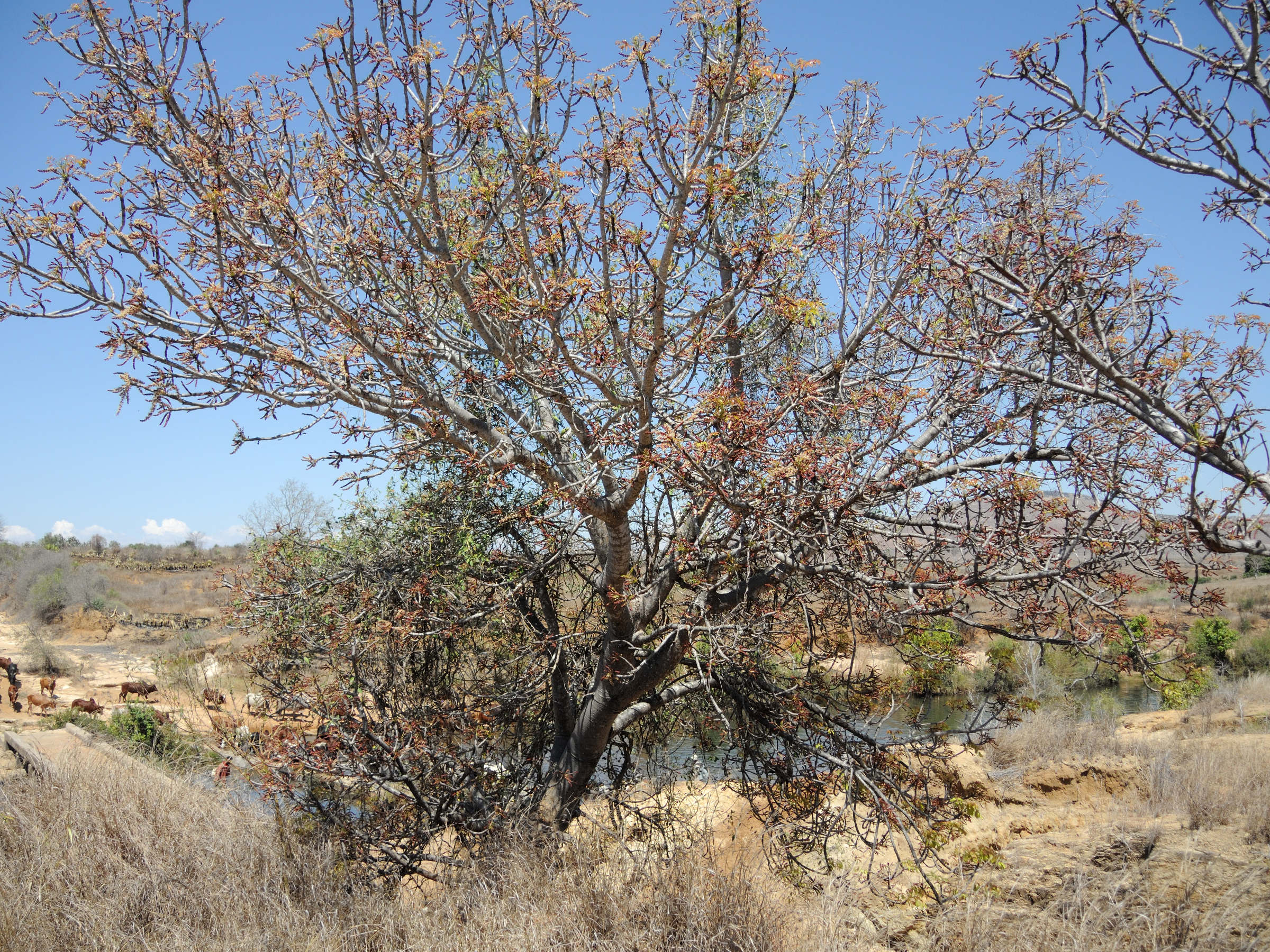Afficher le média poupartia_caffra3md poupartia_caffra3md