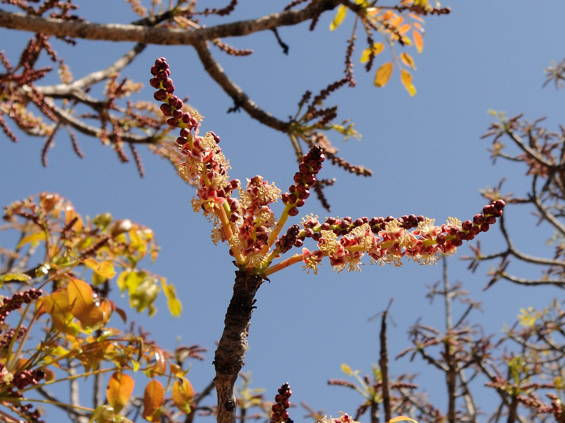 Afficher le média poupartia_caffra4md poupartia_caffra4md