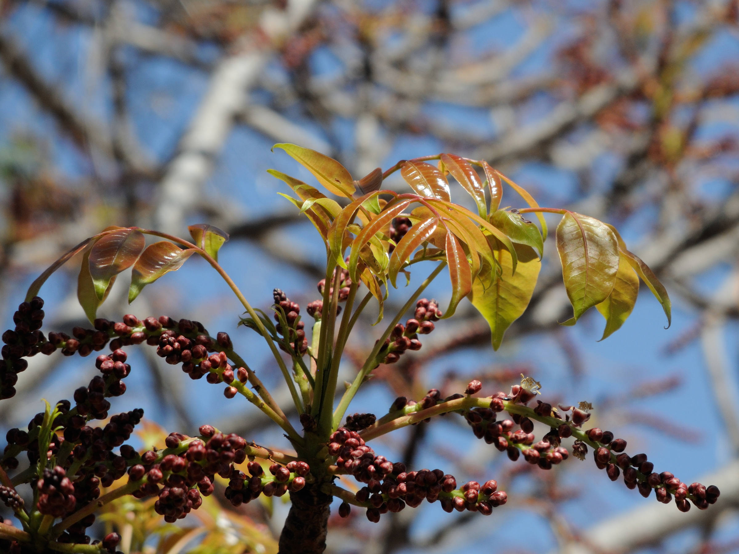 Afficher le média poupartia_caffra5md poupartia_caffra5md