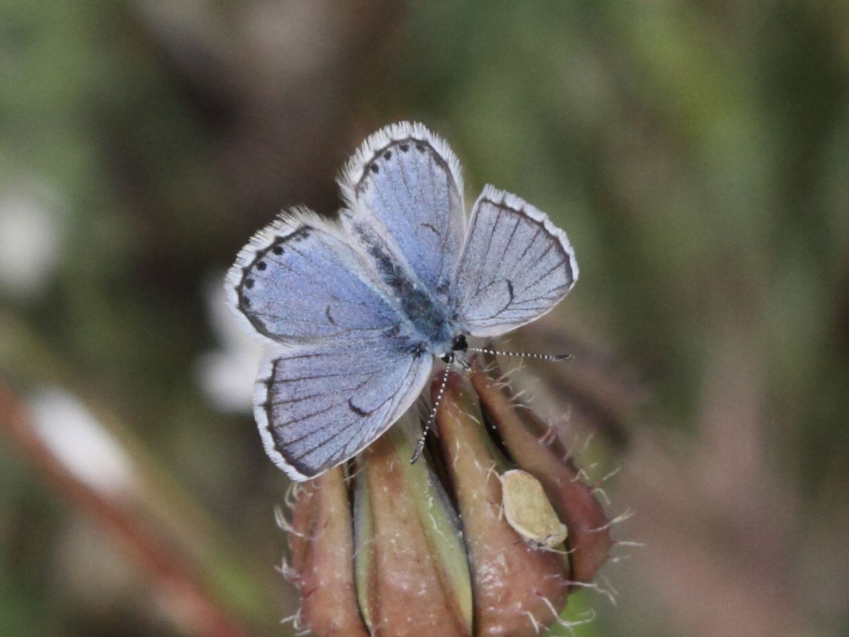 Afficher le média pseudophilotes_vicrama_schiffermulleri1bd pseudophilotes_vicrama_schiffermulleri1bd