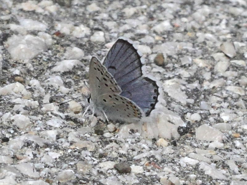 Afficher le média pseudophilotes_vicrama_schiffermulleri2bd pseudophilotes_vicrama_schiffermulleri2bd