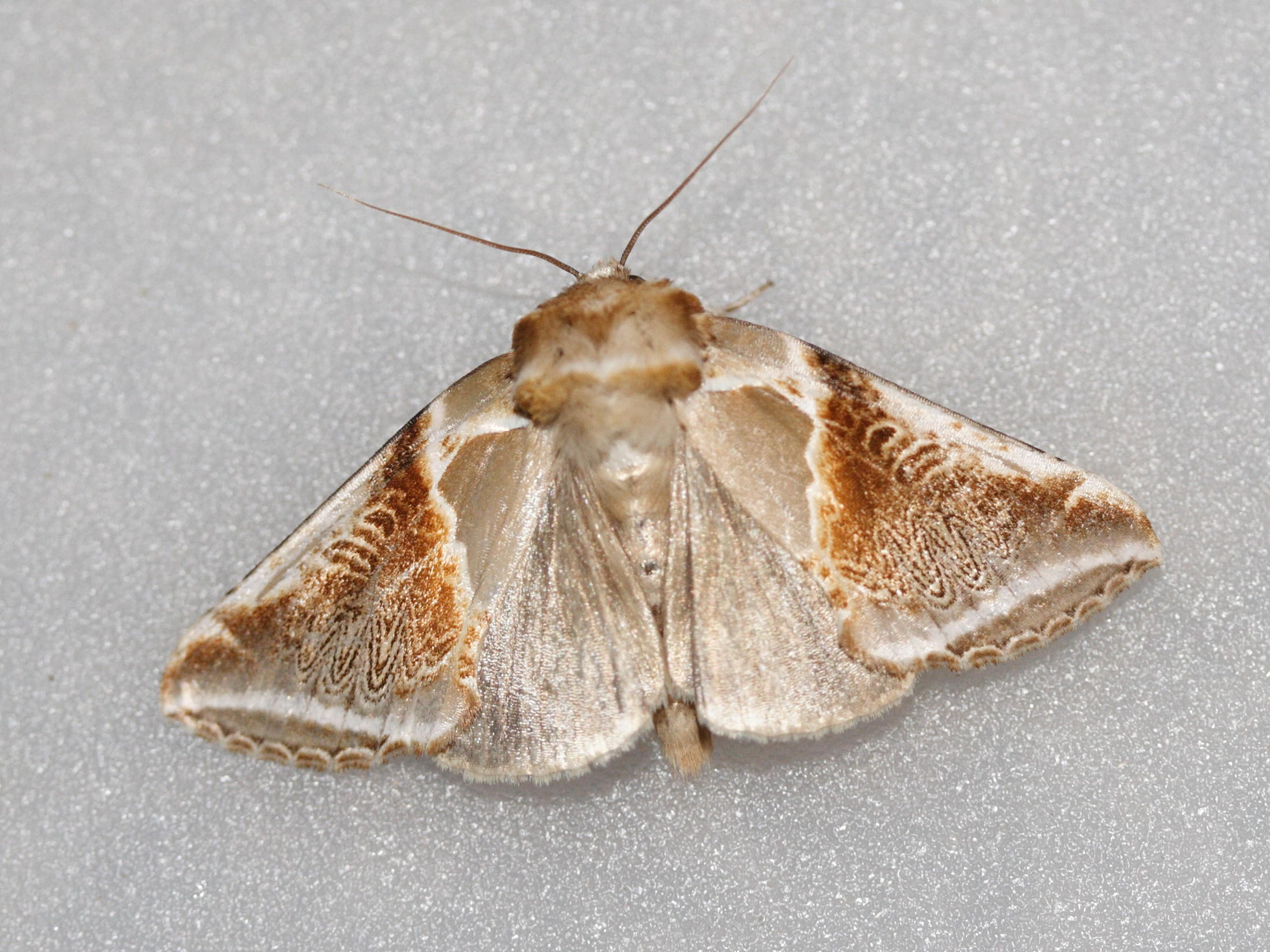 ptilodontella_cucullina1md