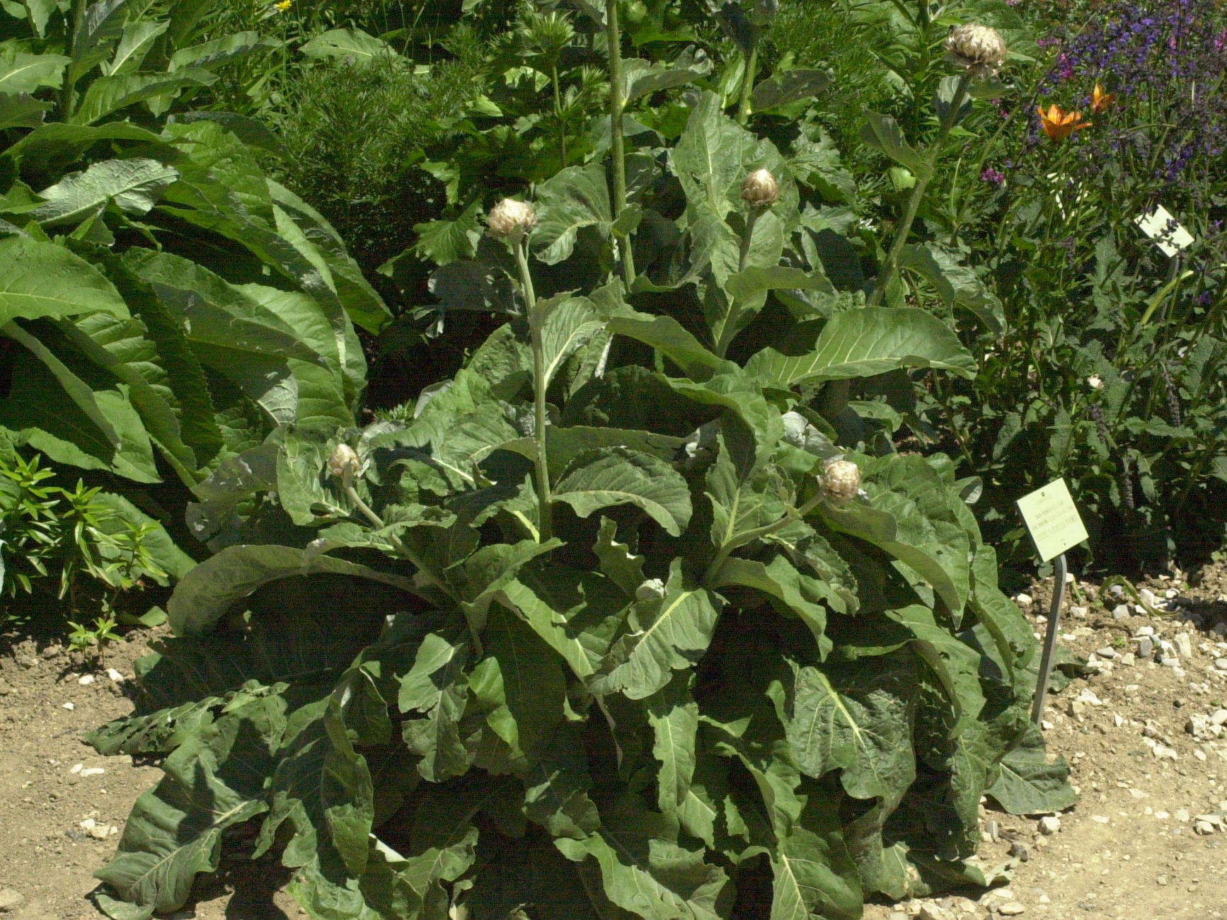 Afficher le média rhaponticum_heleniifolium_heleniifolium1md rhaponticum_heleniifolium_heleniifolium1md