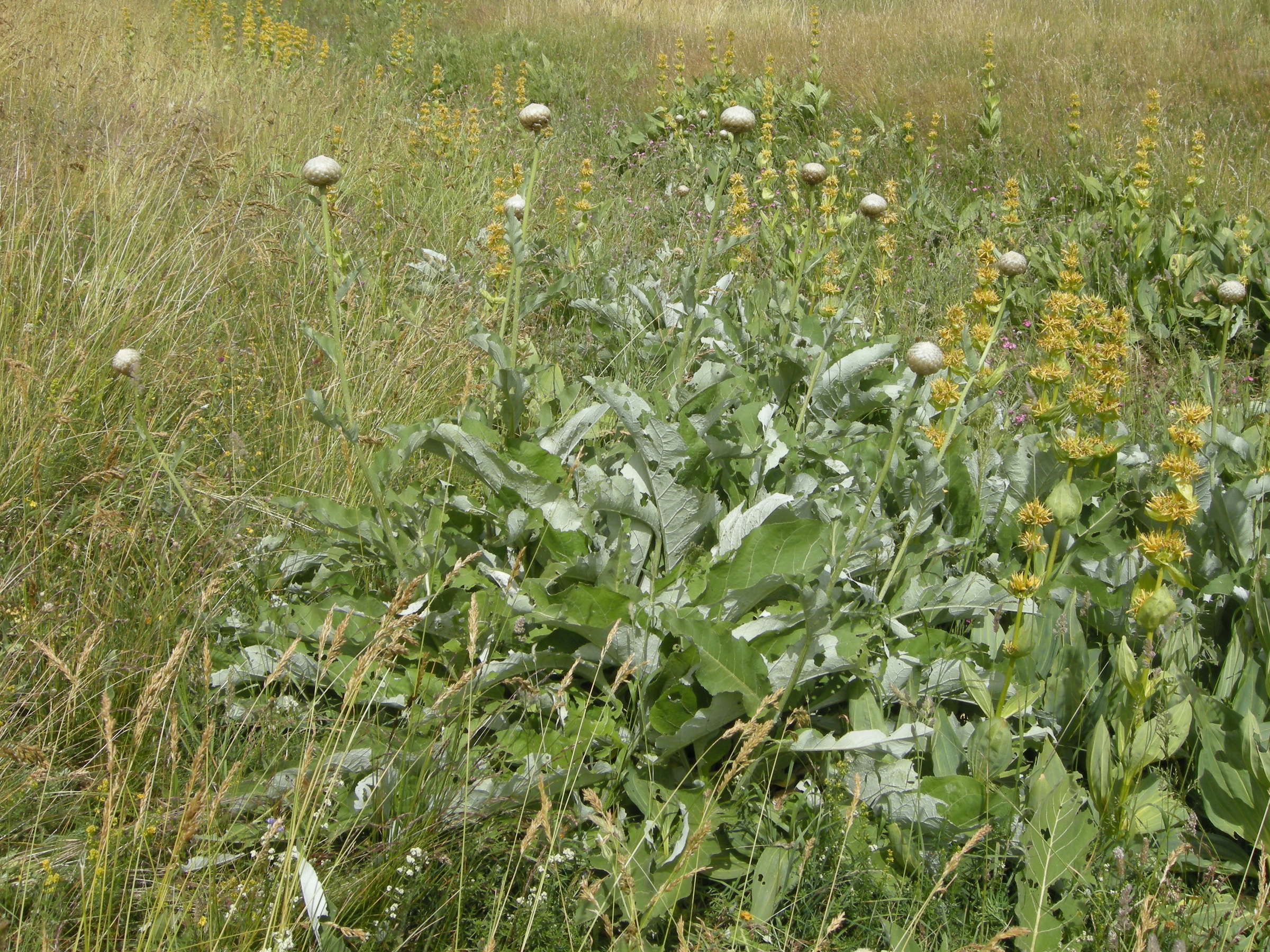 Afficher le média rhaponticum_heleniifolium_heleniifolium2md rhaponticum_heleniifolium_heleniifolium2md