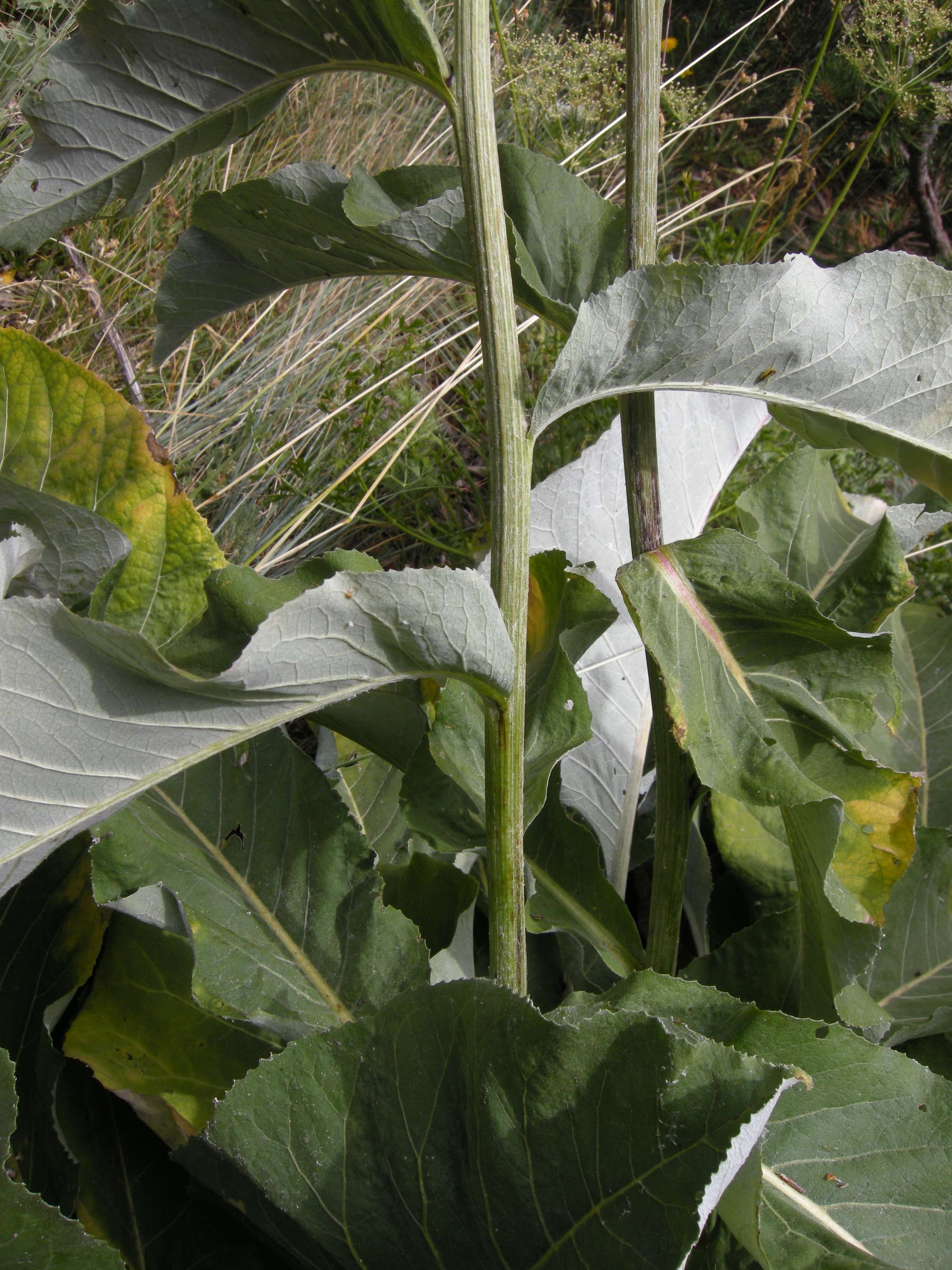 Afficher le média rhaponticum_heleniifolium_heleniifolium3md rhaponticum_heleniifolium_heleniifolium3md