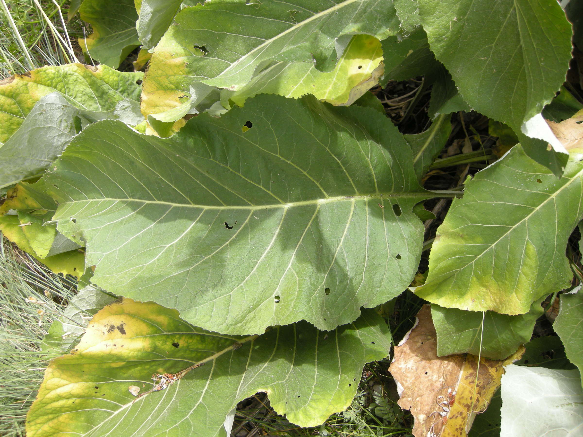 Afficher le média rhaponticum_heleniifolium_heleniifolium4md rhaponticum_heleniifolium_heleniifolium4md