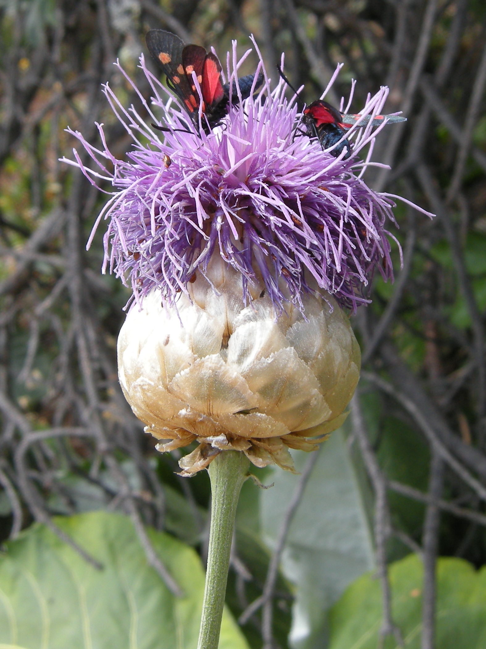 Afficher le média rhaponticum_heleniifolium_heleniifolium5md rhaponticum_heleniifolium_heleniifolium5md