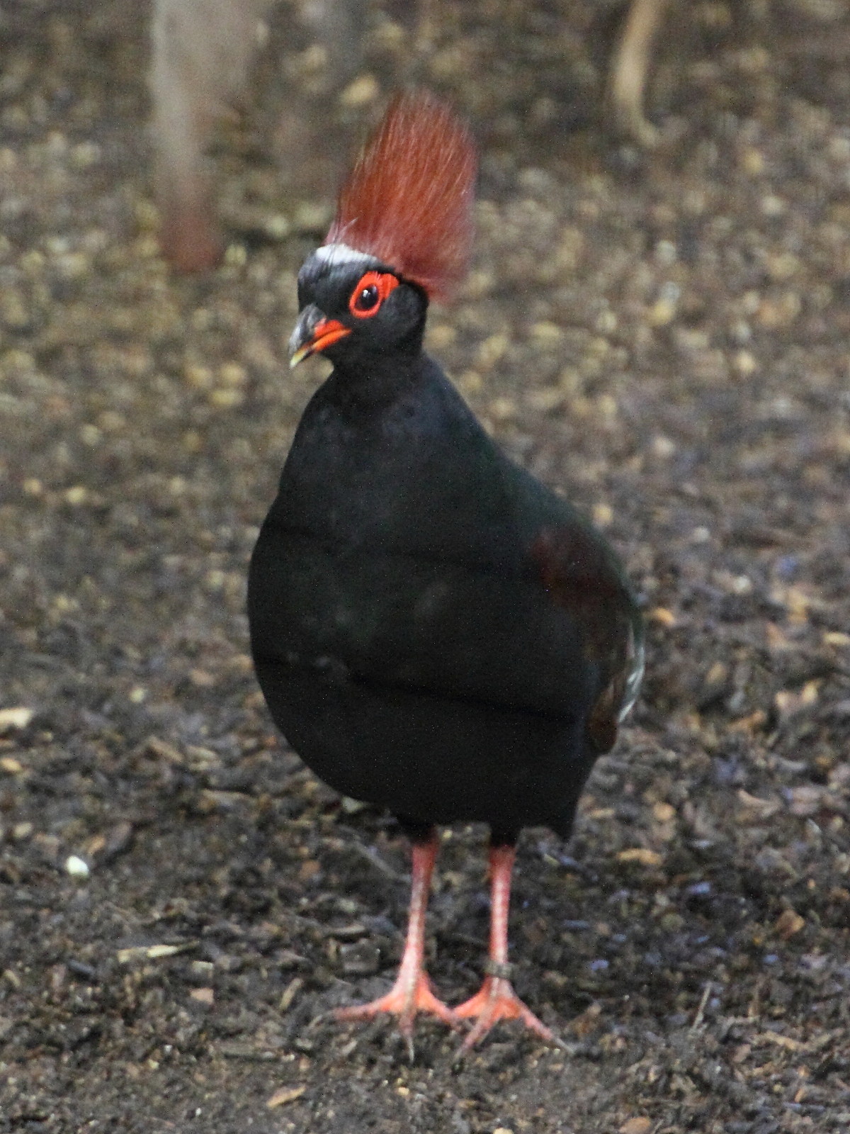 rouloul_couronne_-_rollulus_rouloul5md