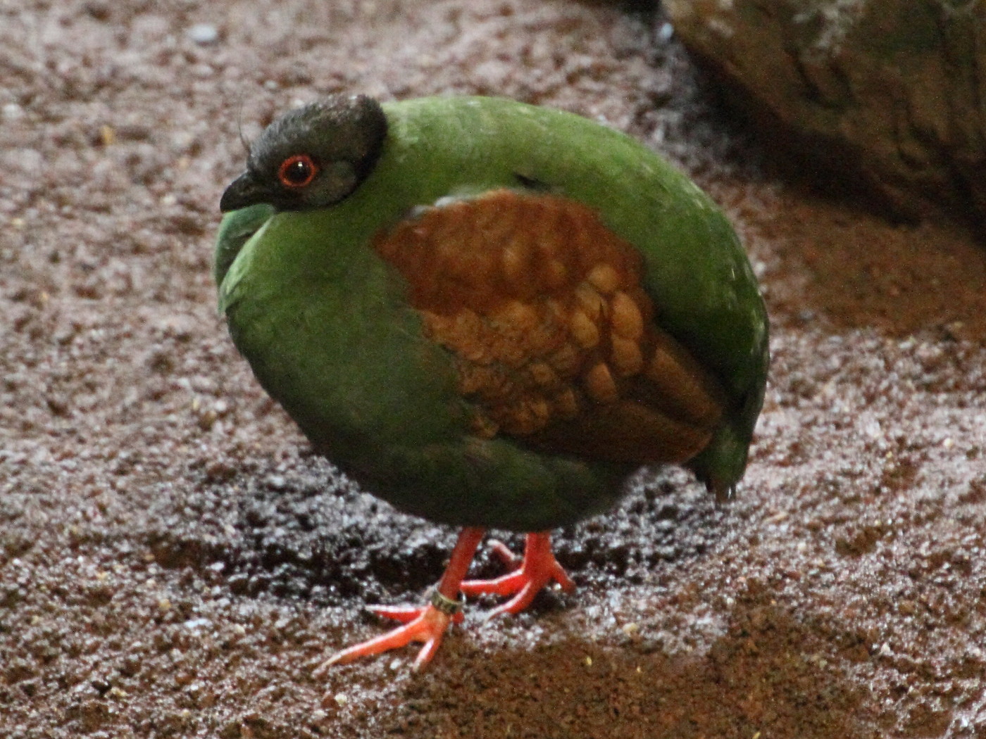 rouloul_couronne_-_rollulus_rouloul6md