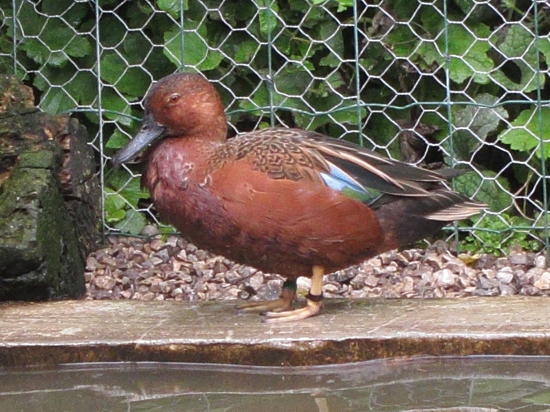 sarcelle_a_ailes_bleues_-_anas_discors1bd