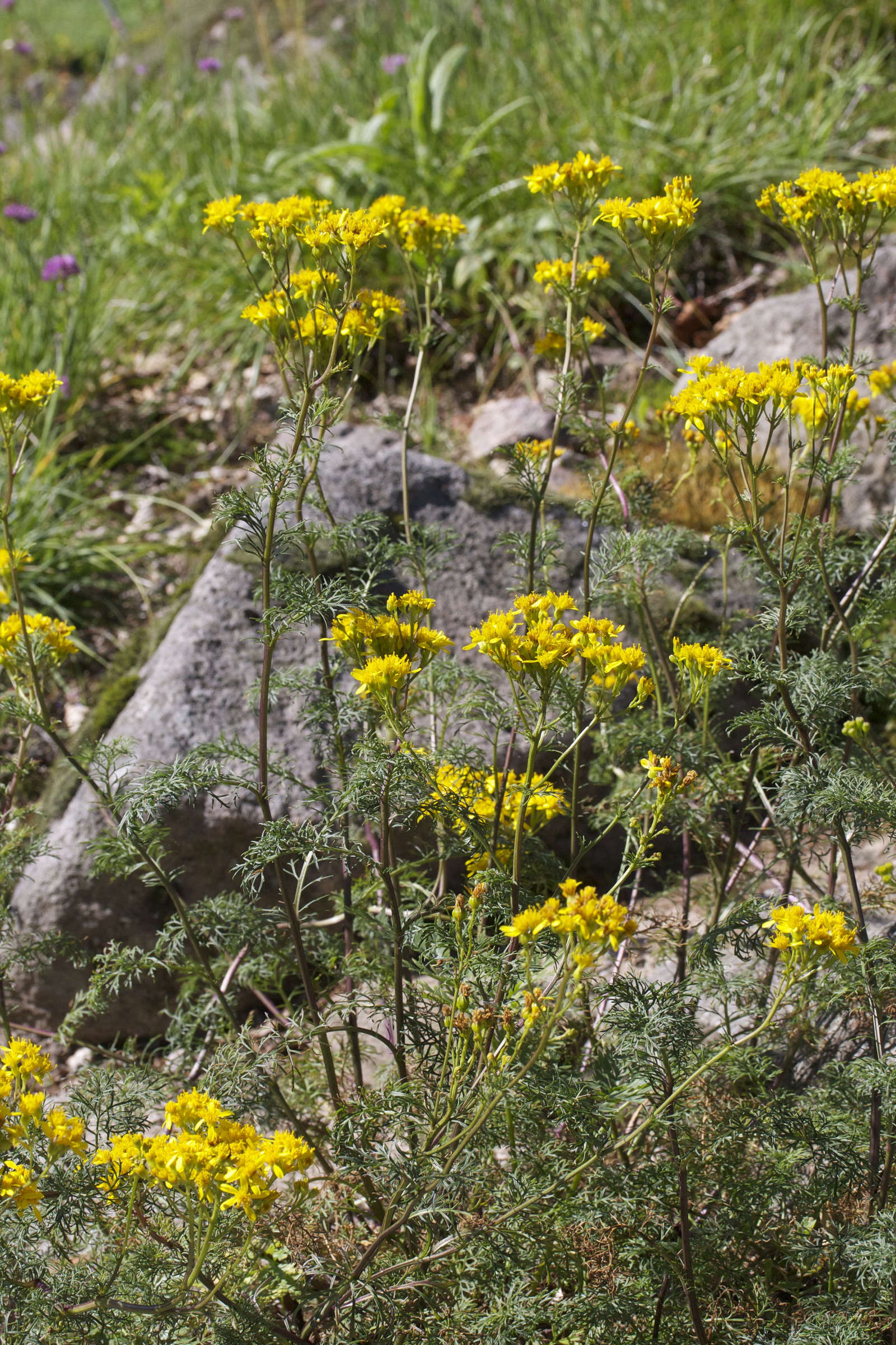Afficher le média senecio_adonidifolius1md senecio_adonidifolius1md