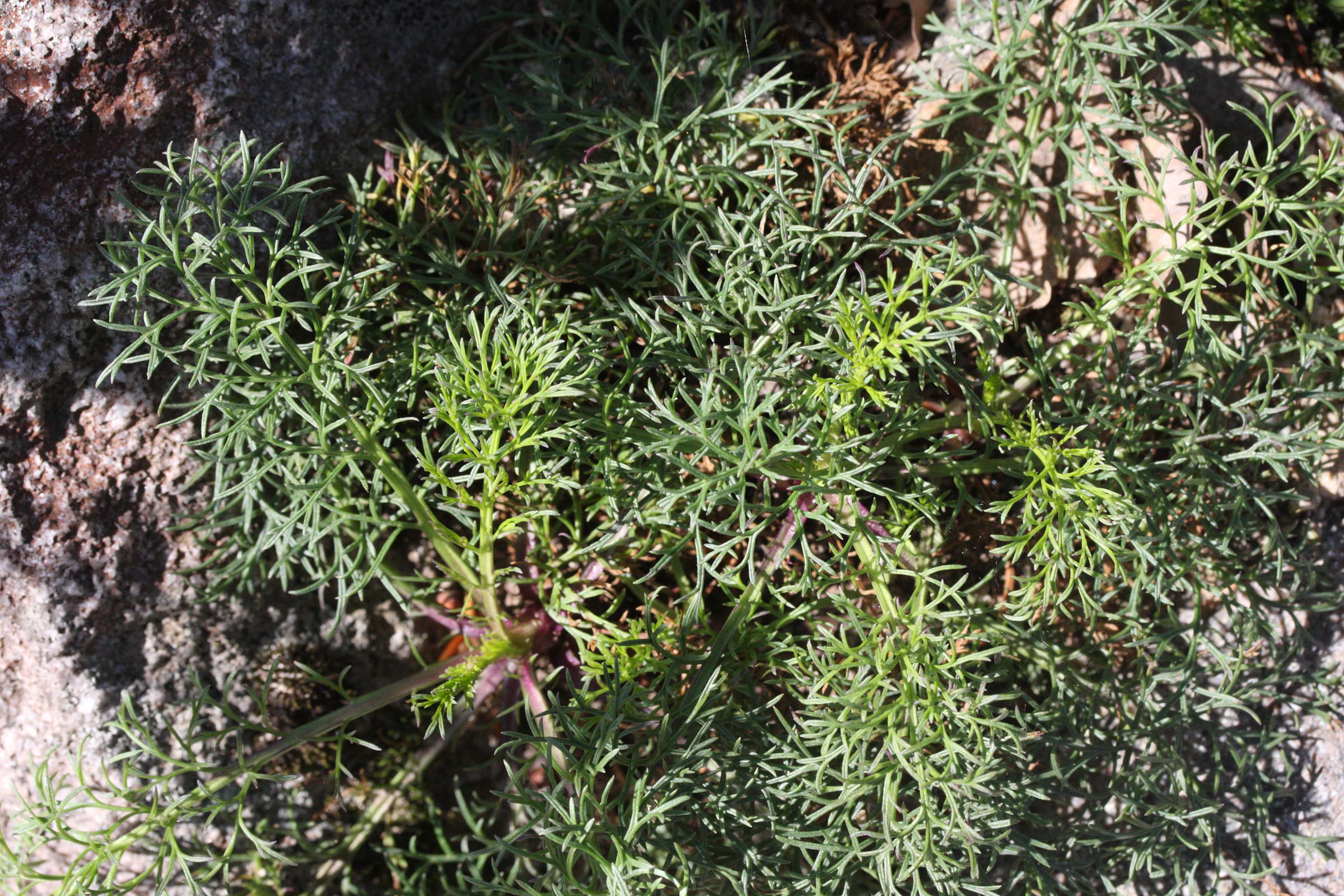 Afficher le média senecio_adonidifolius2md senecio_adonidifolius2md