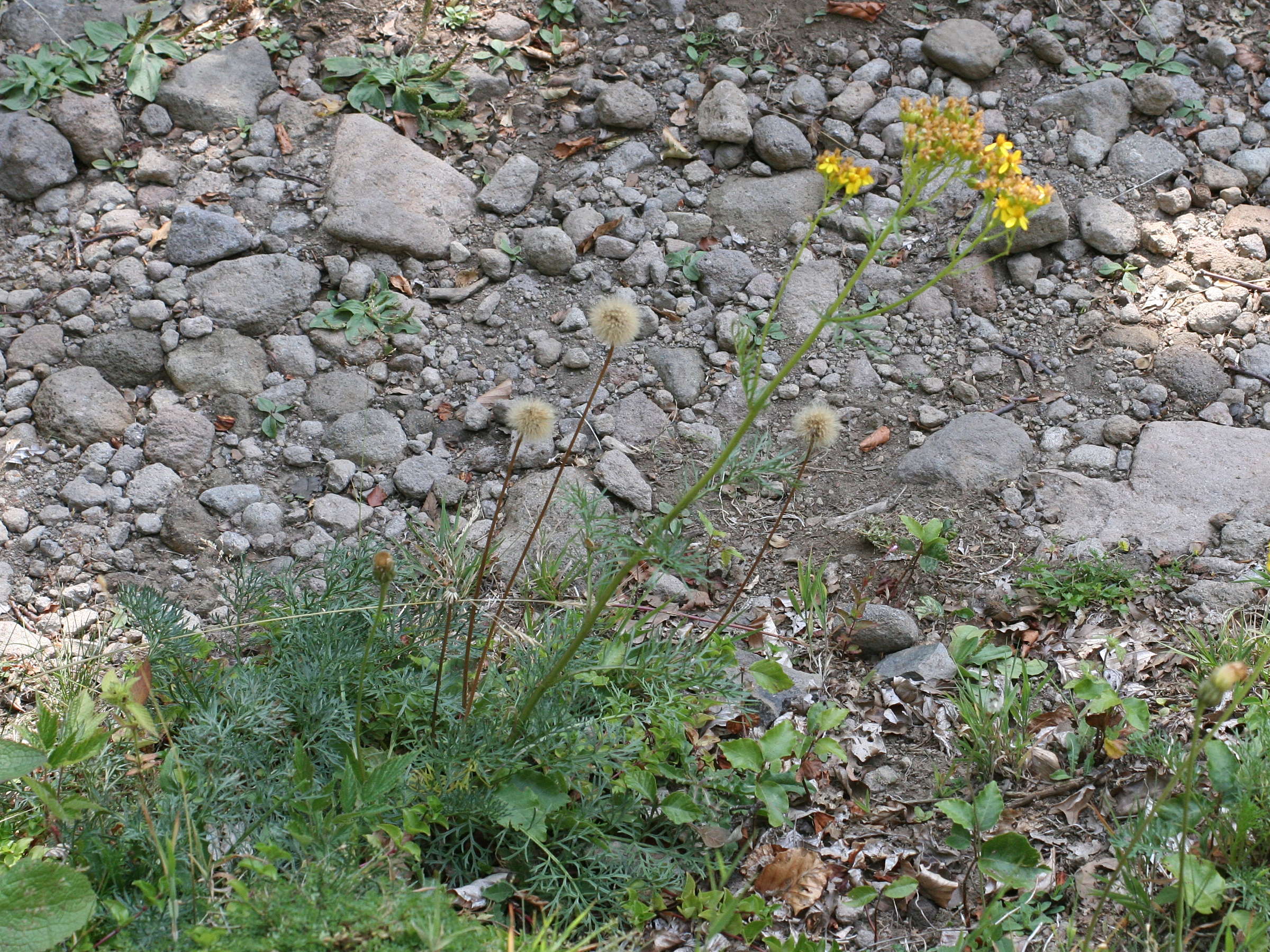 Afficher le média senecio_adonidifolius3md senecio_adonidifolius3md