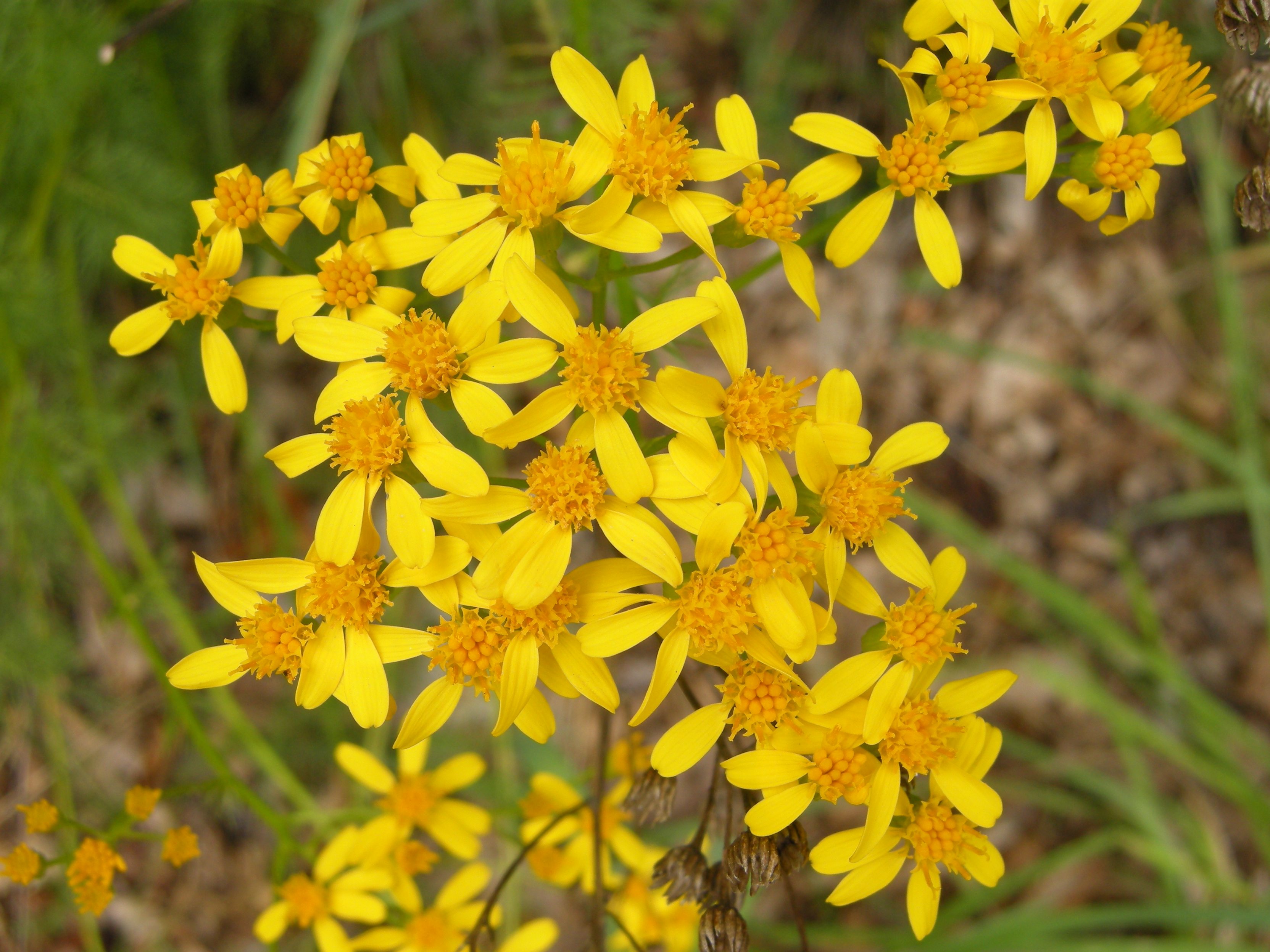 Afficher le média senecio_adonidifolius4md senecio_adonidifolius4md