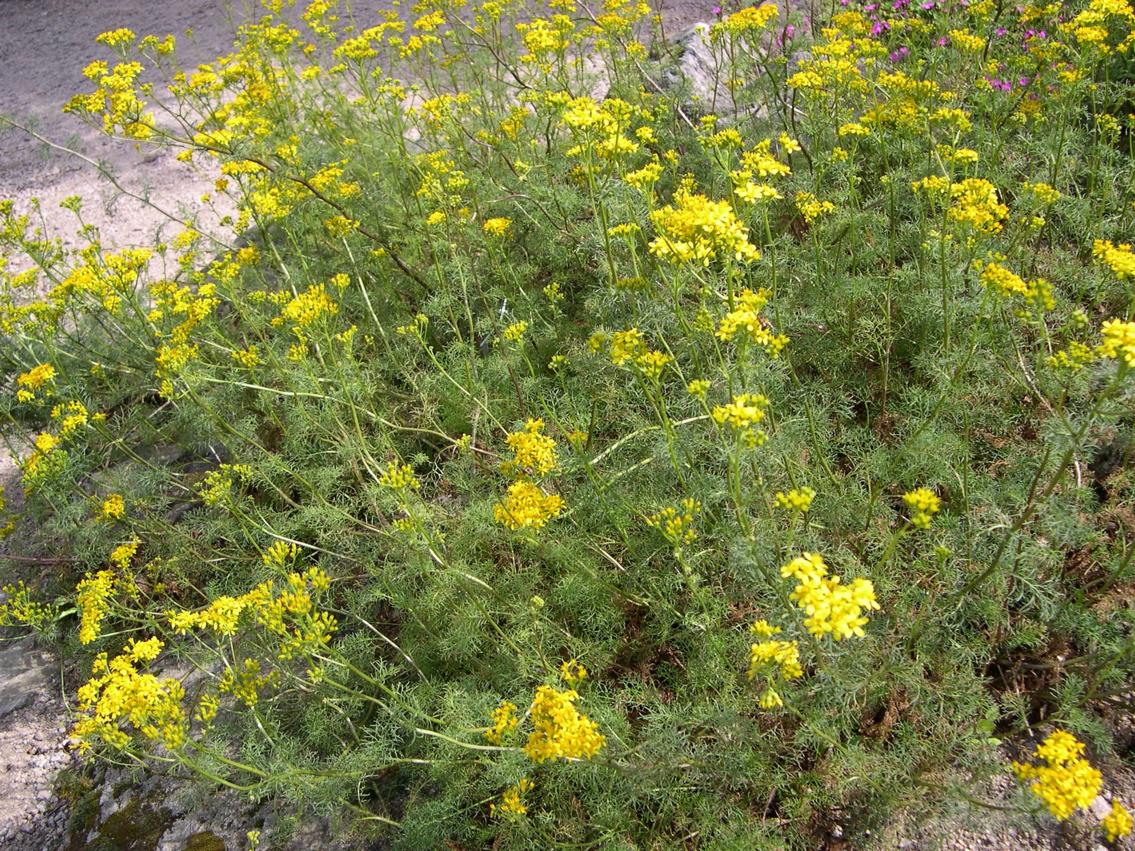 Afficher le média senecio_adonidifolius5md senecio_adonidifolius5md