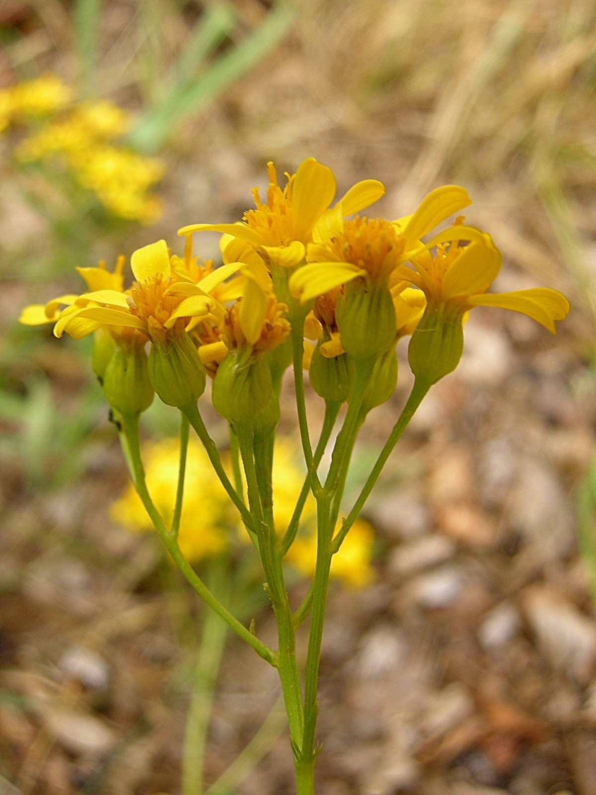 Afficher le média senecio_adonidifolius6md senecio_adonidifolius6md