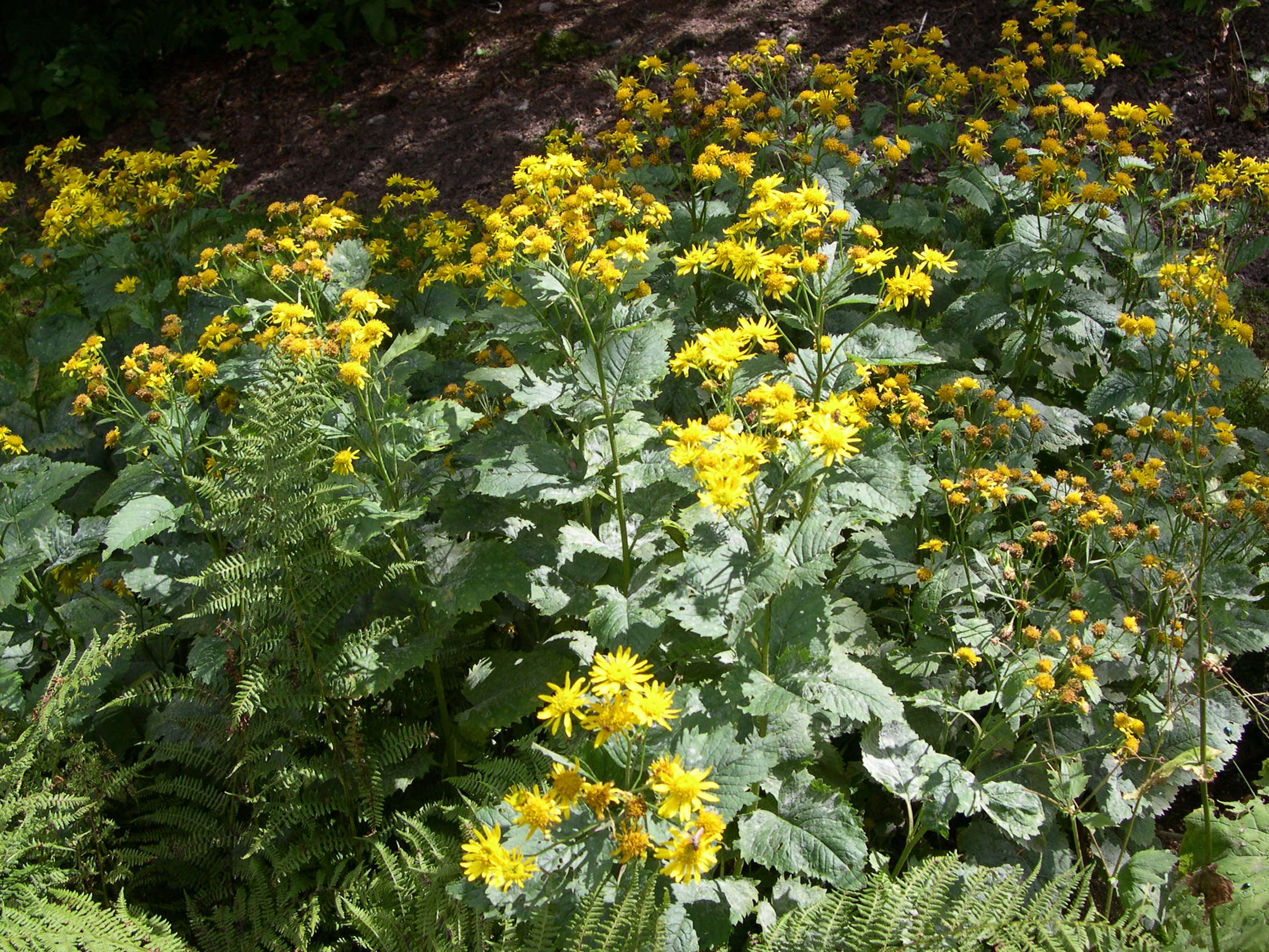 Afficher le média senecio_alpinus1md senecio_alpinus1md