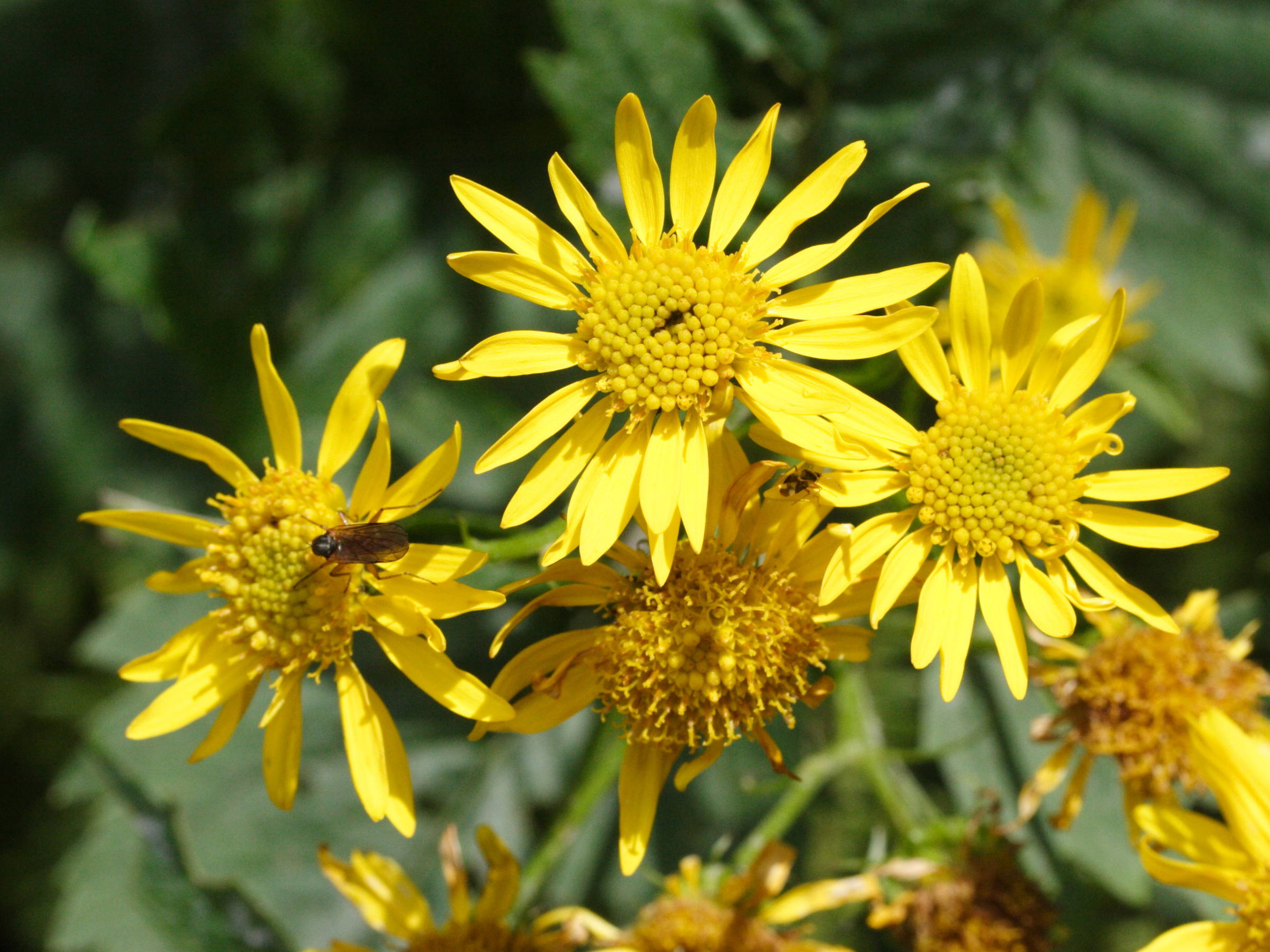 Afficher le média senecio_alpinus2md senecio_alpinus2md