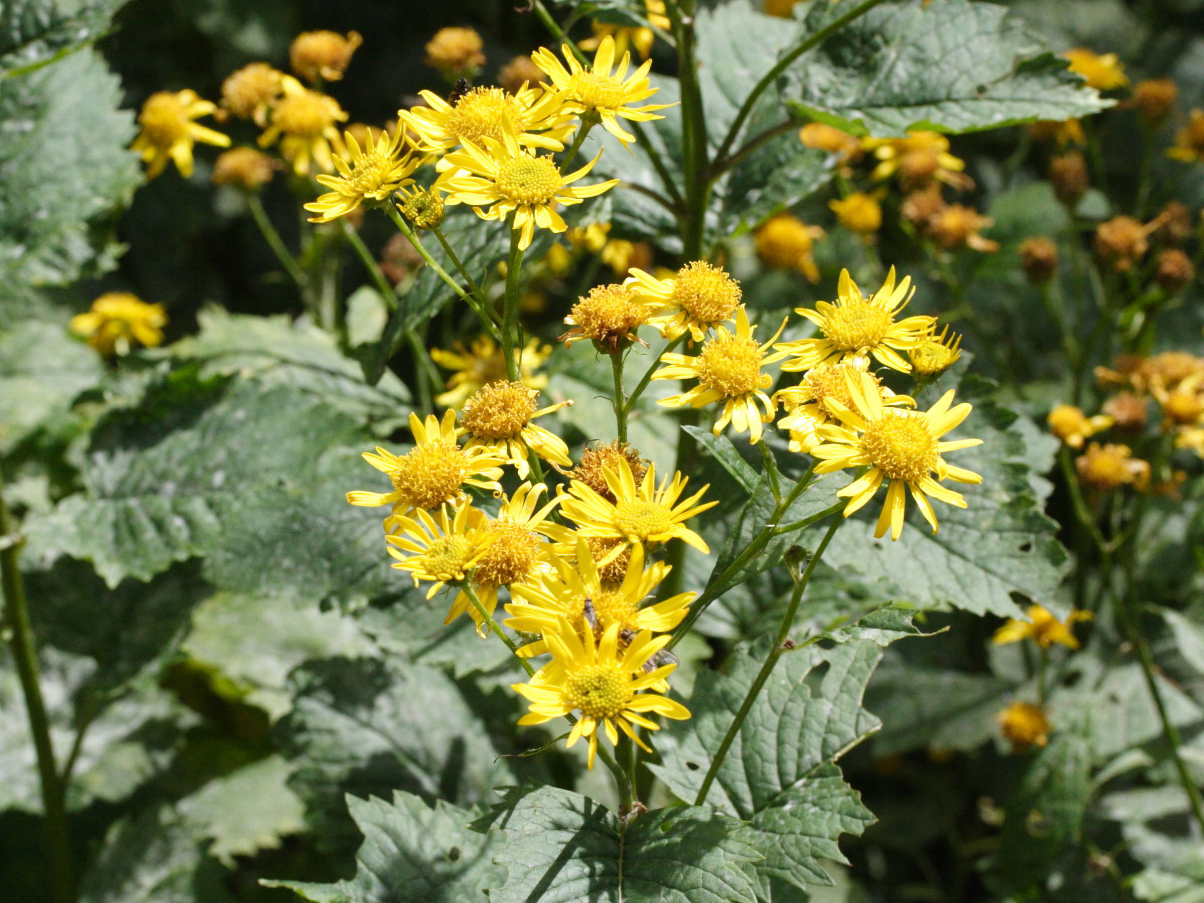 Afficher le média senecio_alpinus3md senecio_alpinus3md