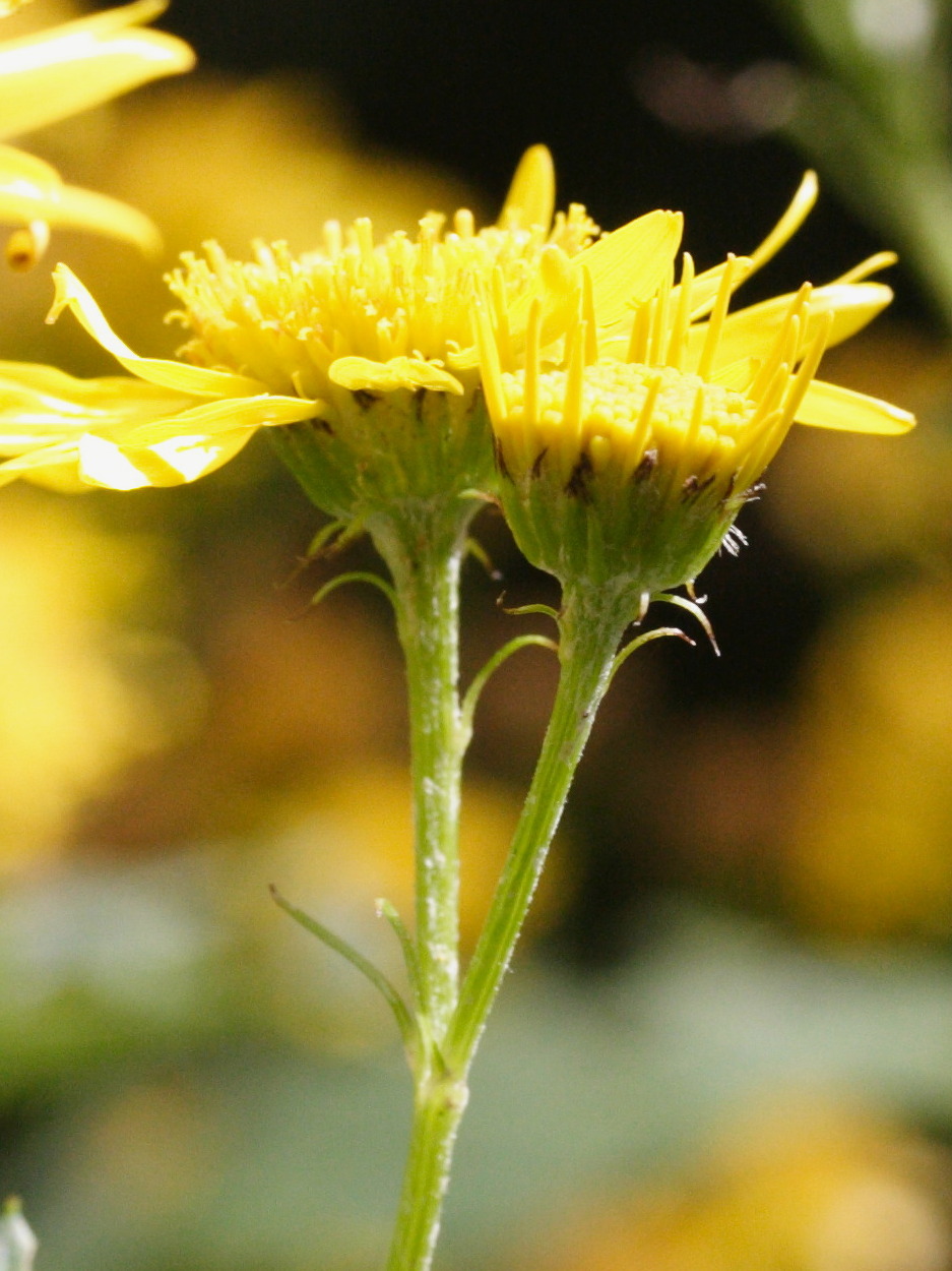 Afficher le média senecio_alpinus4md senecio_alpinus4md