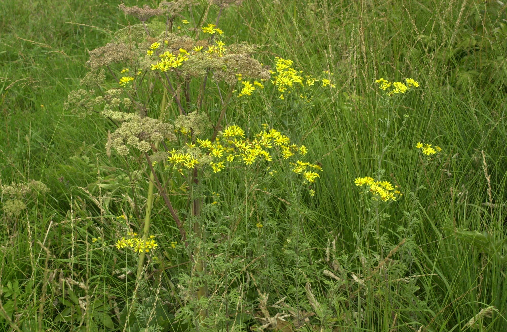 Afficher le média senecio_erucaefolius1md senecio_erucaefolius1md