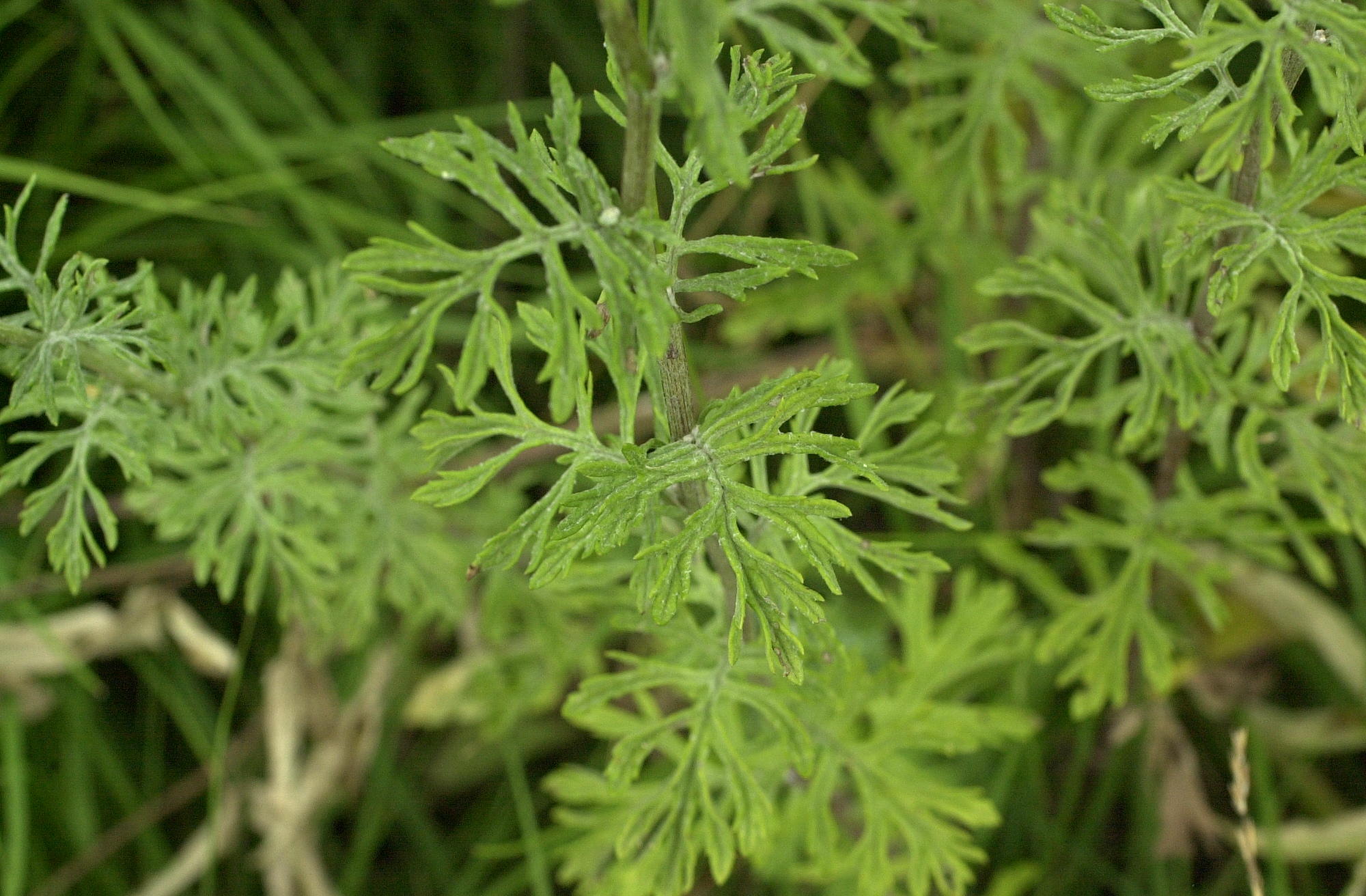 Afficher le média senecio_erucaefolius2md senecio_erucaefolius2md