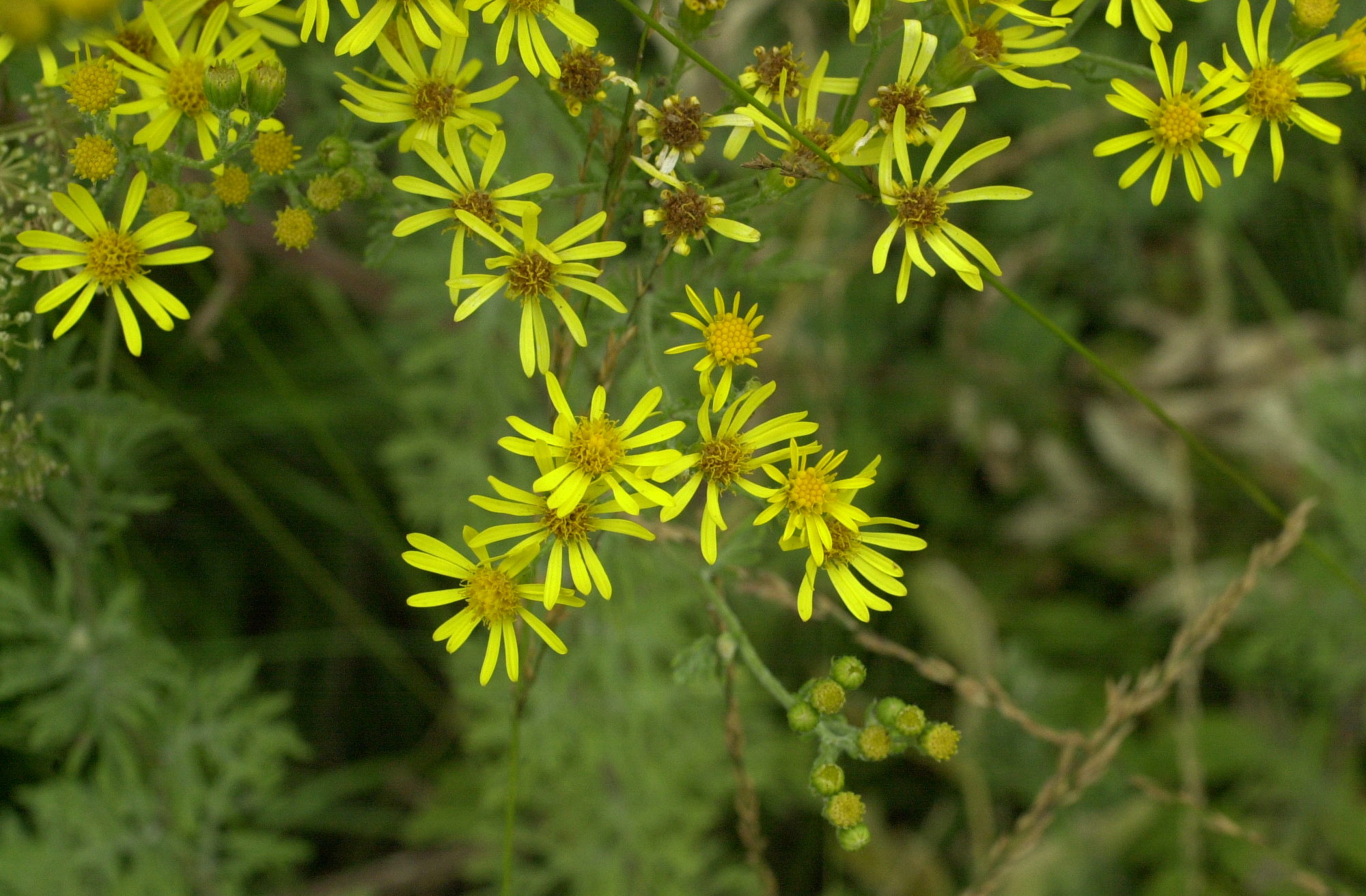Afficher le média senecio_erucaefolius3md senecio_erucaefolius3md