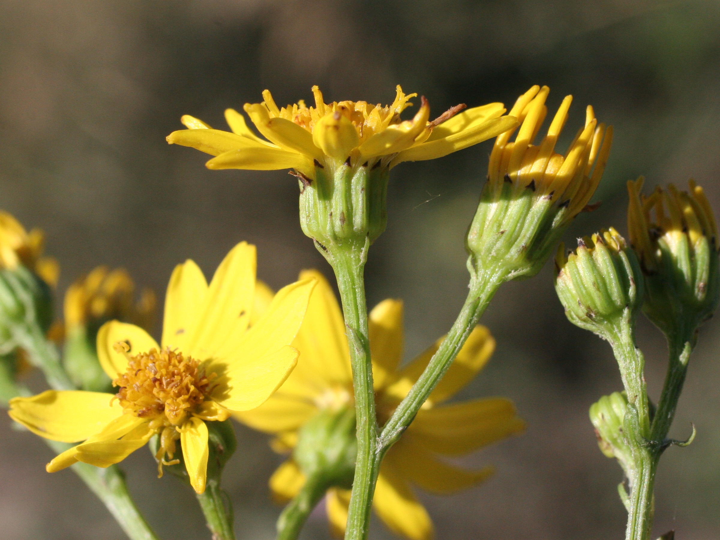 Afficher le média senecio_erucaefolius4md senecio_erucaefolius4md