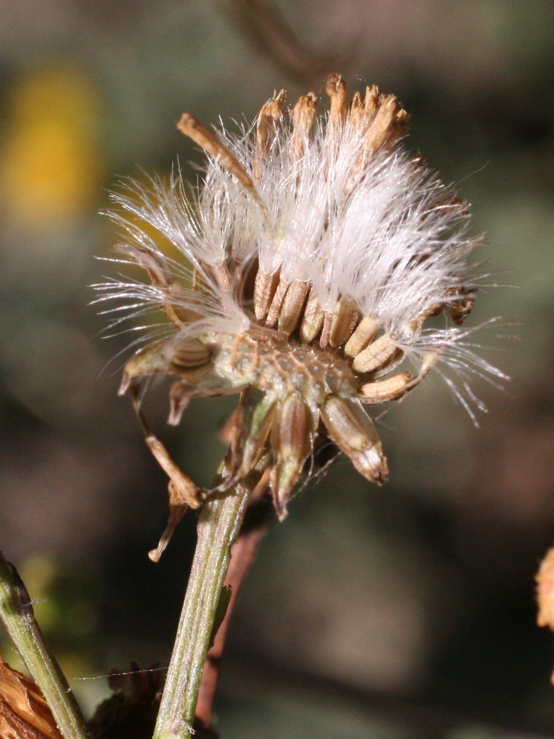 Afficher le média senecio_erucaefolius5md senecio_erucaefolius5md