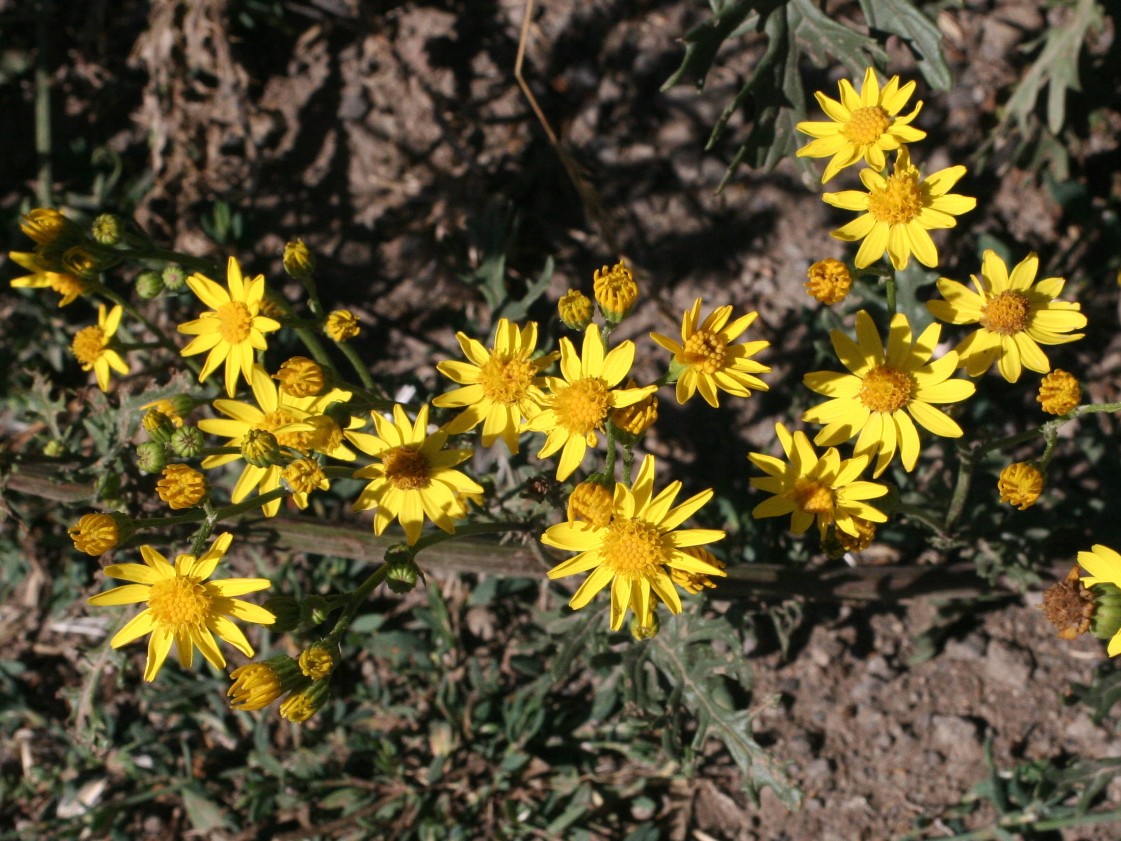 Afficher le média senecio_erucaefolius6md senecio_erucaefolius6md