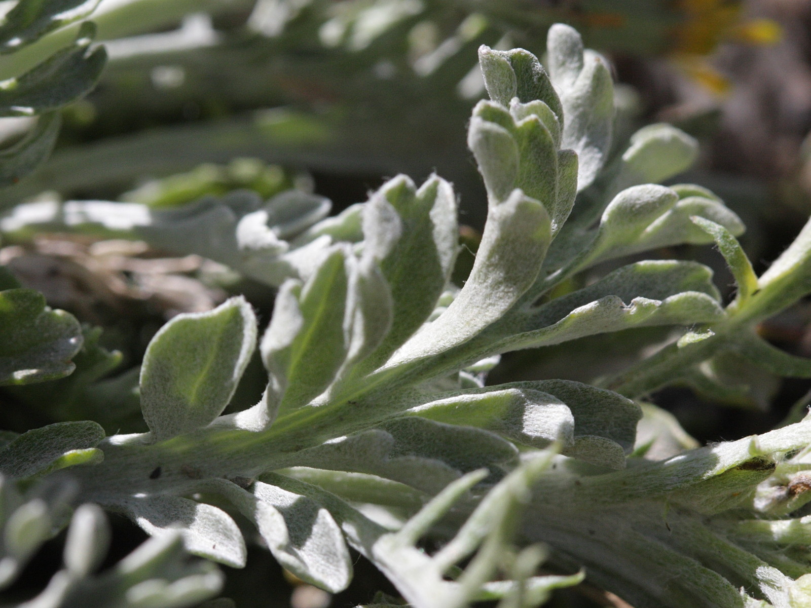 Afficher le média senecio_incanus1bd senecio_incanus1bd