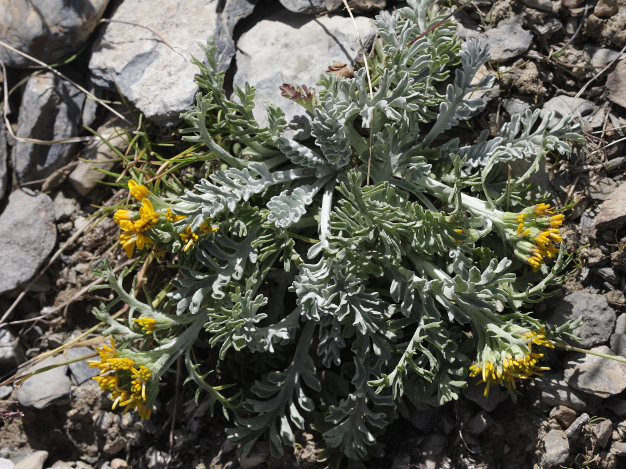 Afficher le média senecio_incanus2abd senecio_incanus2abd