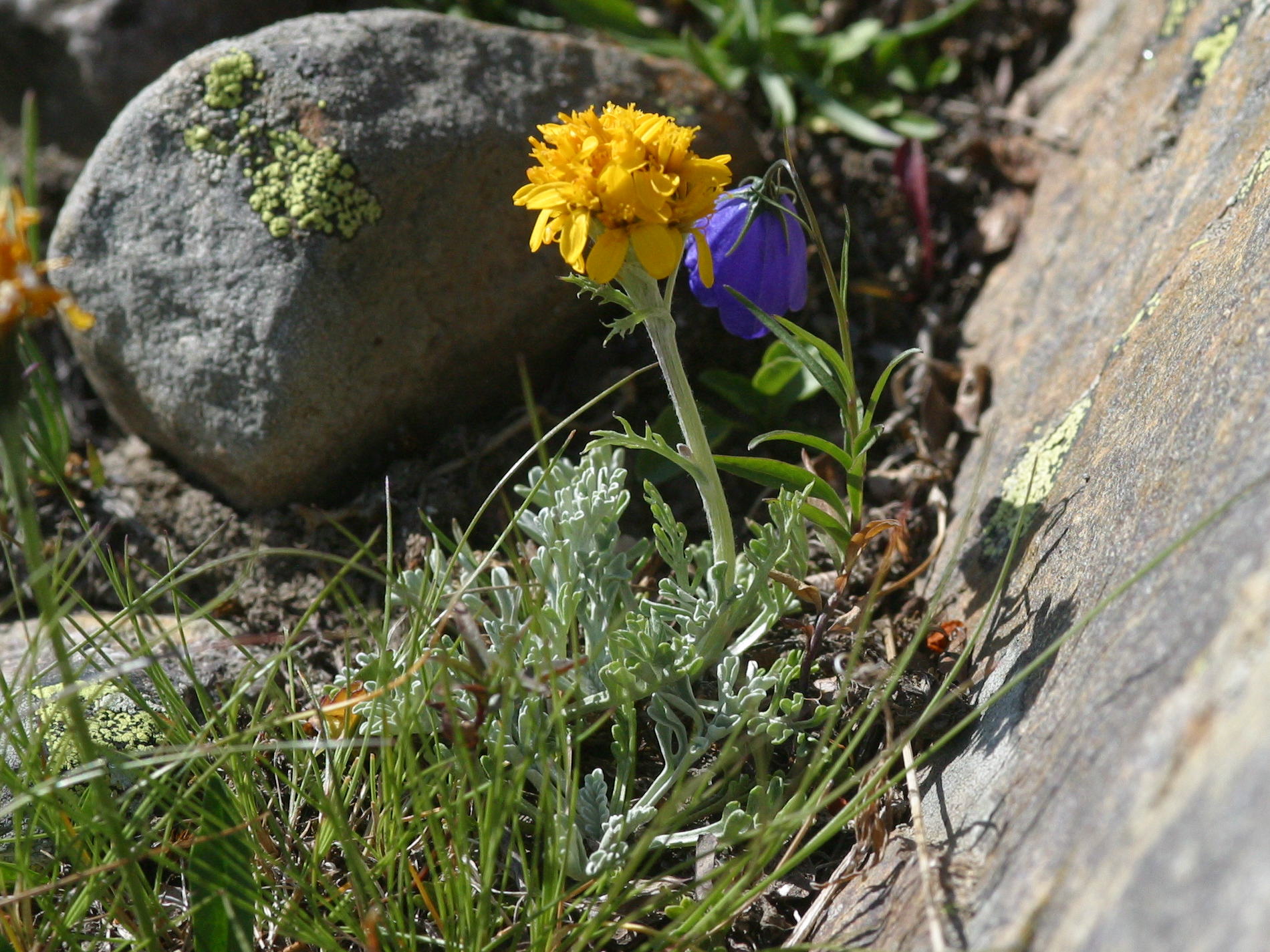 Afficher le média senecio_incanus2bmd senecio_incanus2bmd