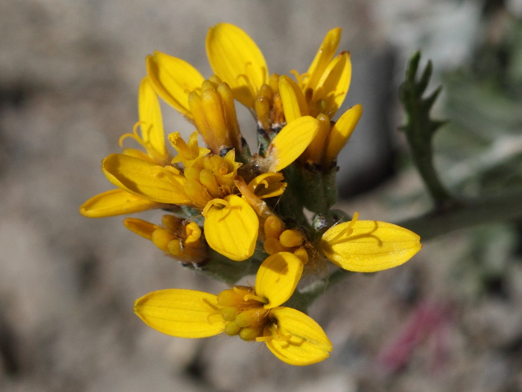 Afficher le média senecio_incanus3bd senecio_incanus3bd