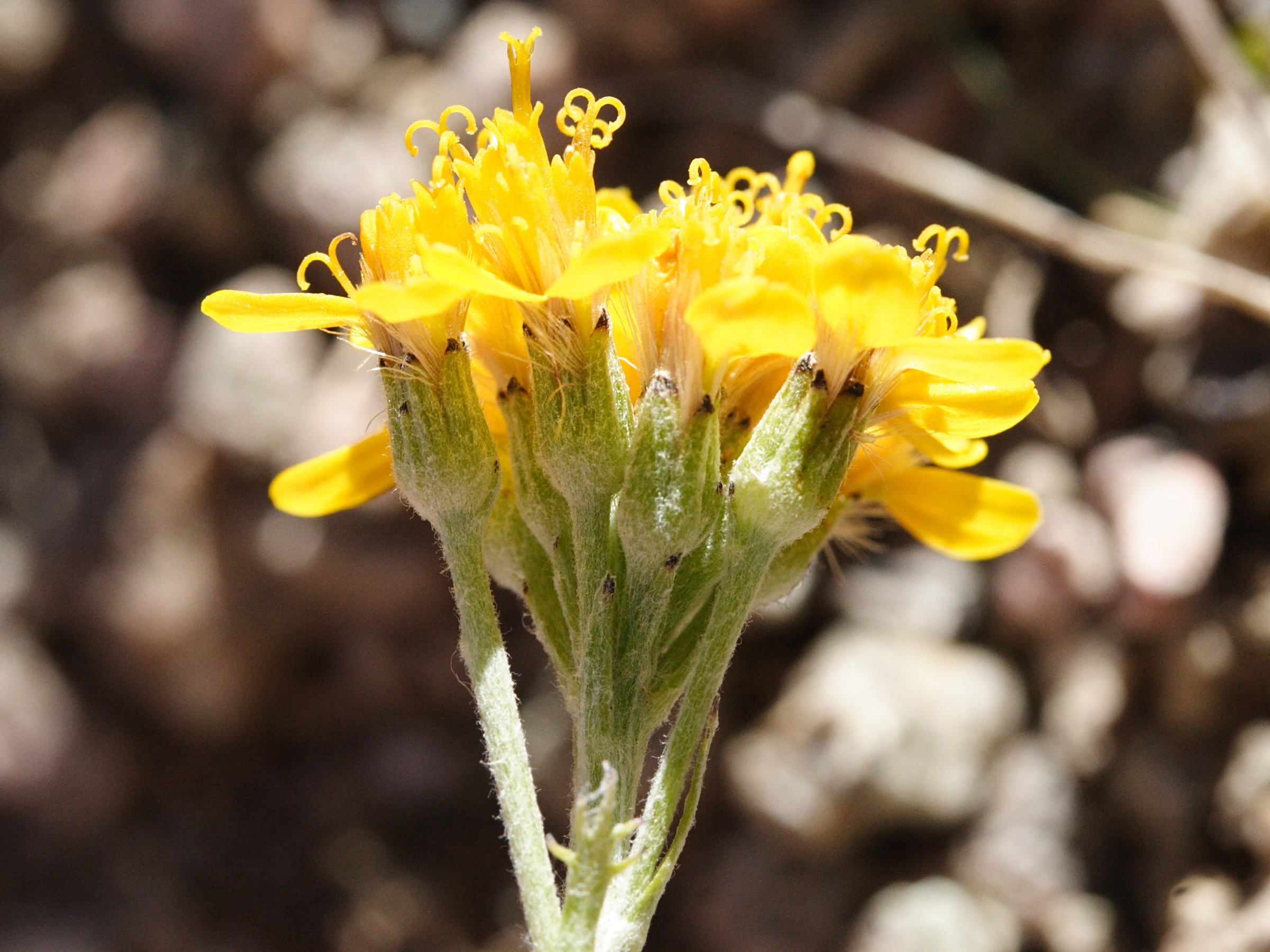 Afficher le média senecio_incanus4md senecio_incanus4md