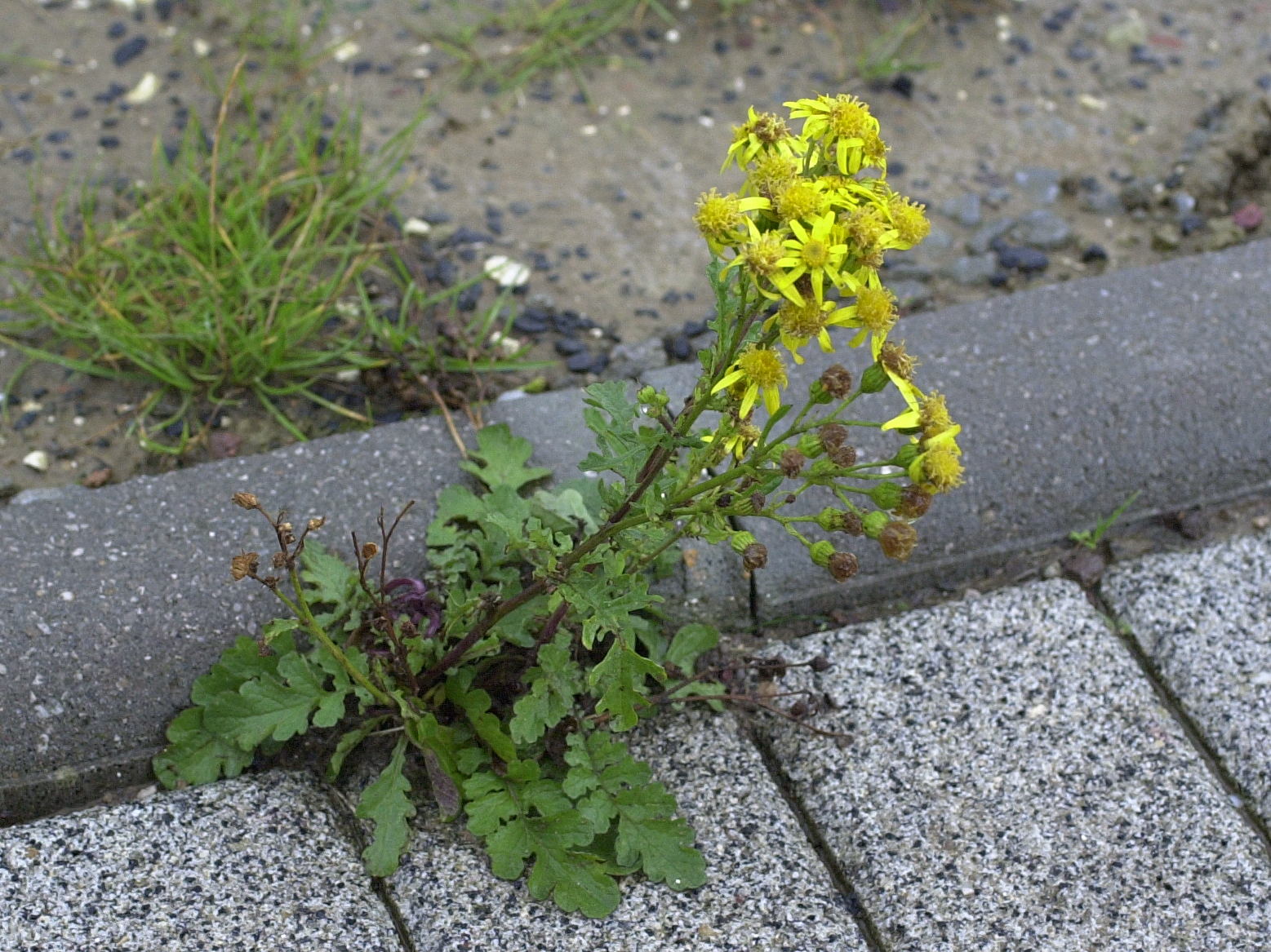 Afficher le média senecio_jacobaea1md senecio_jacobaea1md