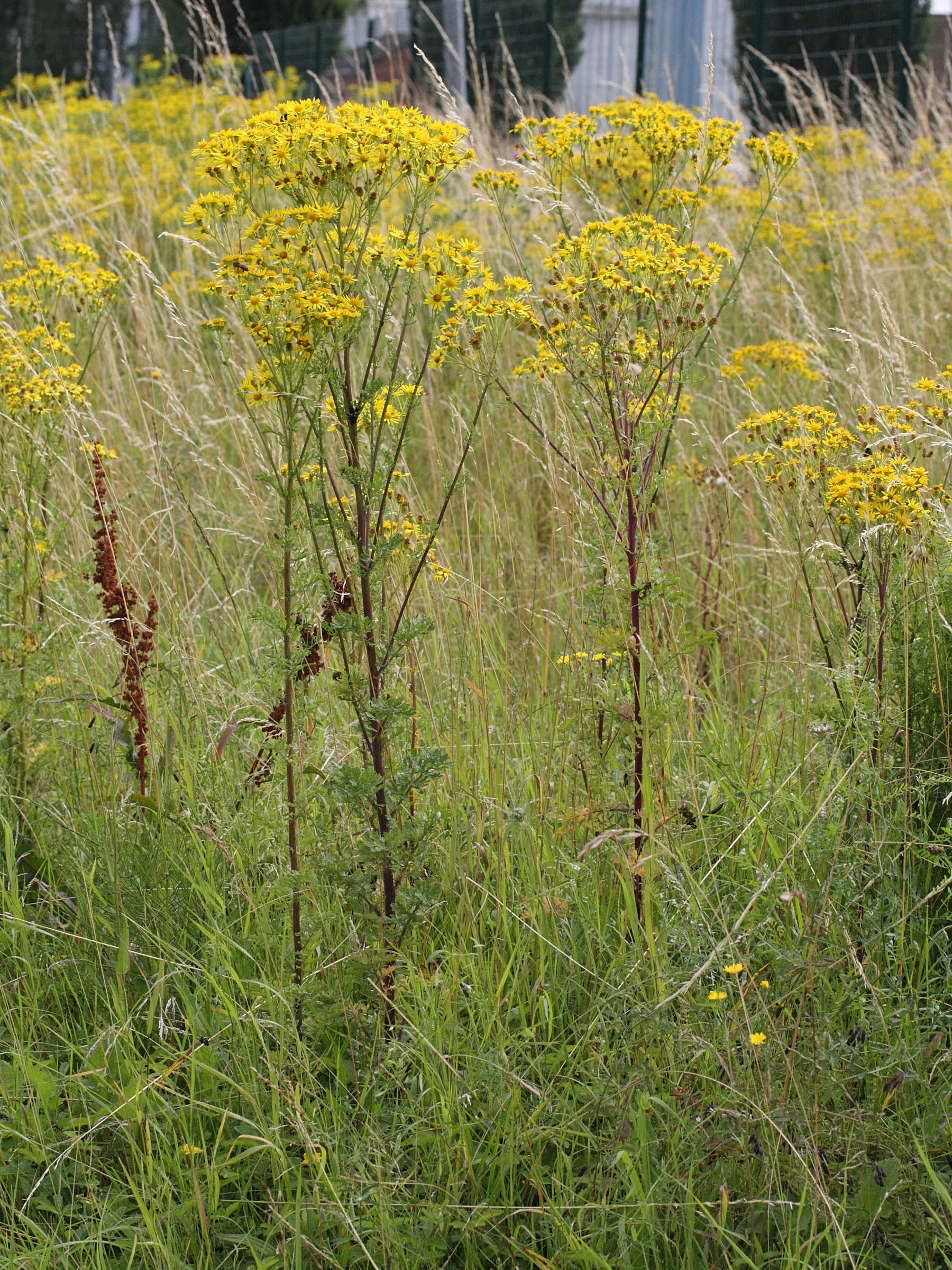 Afficher le média senecio_jacobaea2md senecio_jacobaea2md