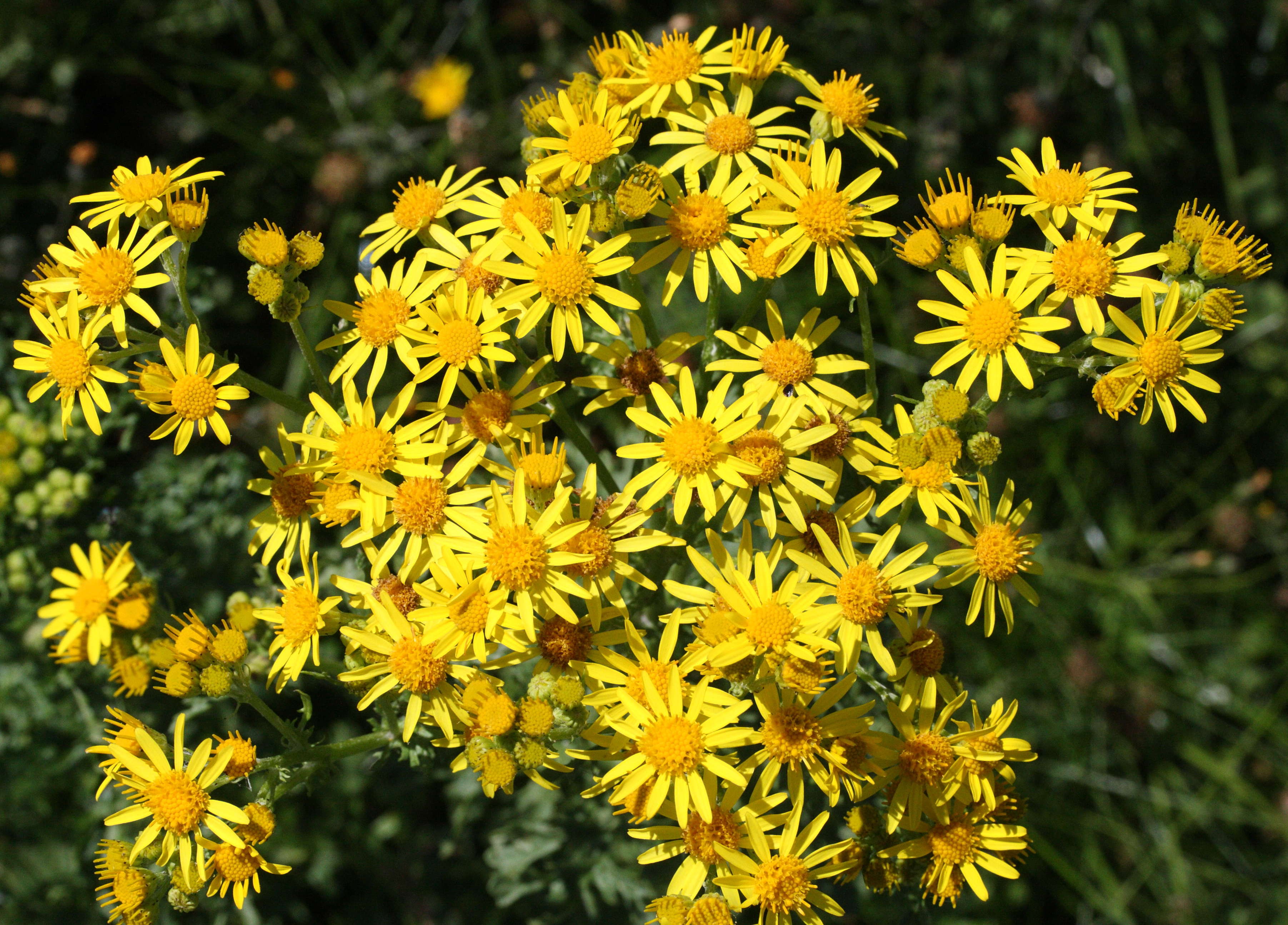 Afficher le média senecio_jacobaea3md senecio_jacobaea3md