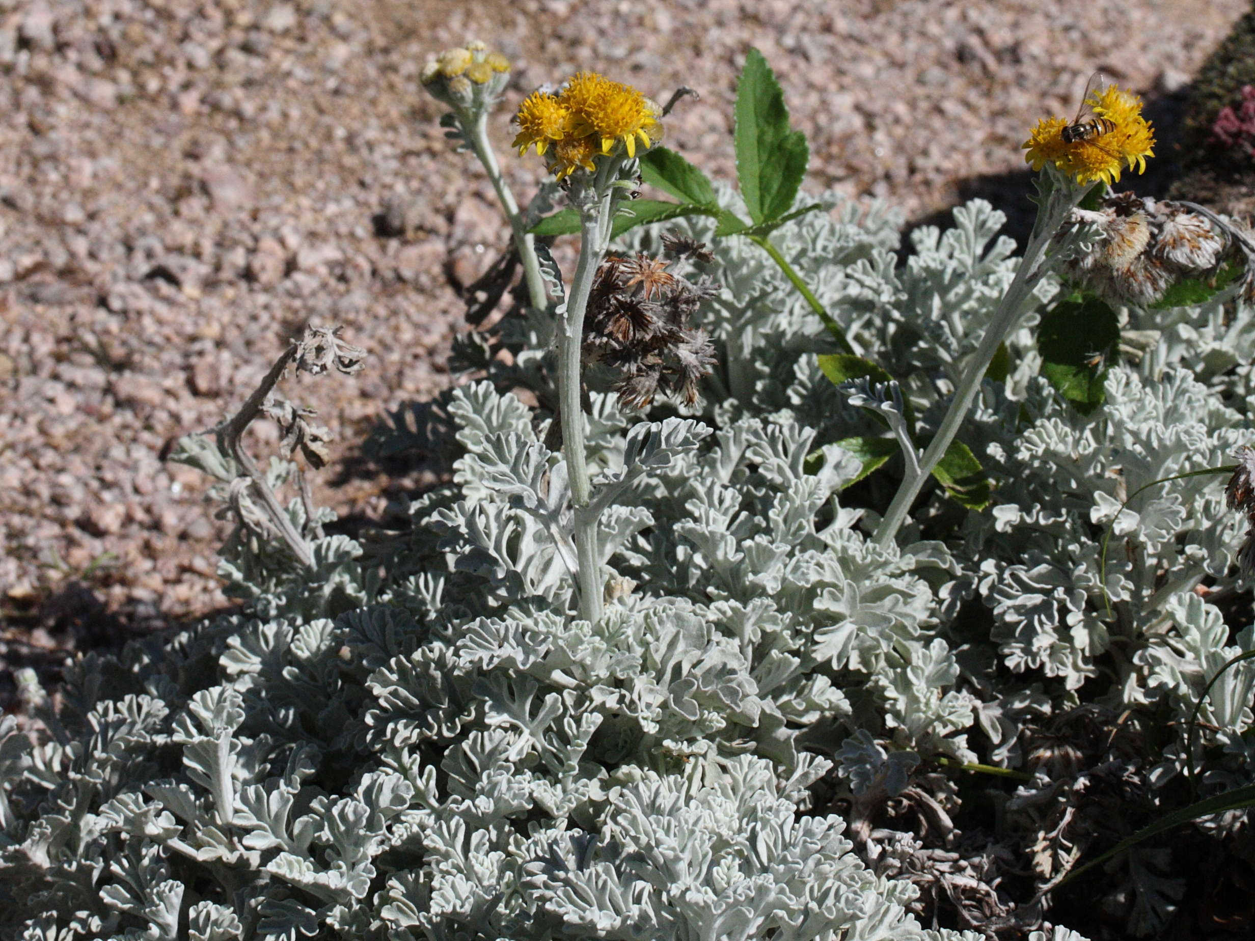 Afficher le média senecio_leucophyllus1md senecio_leucophyllus1md