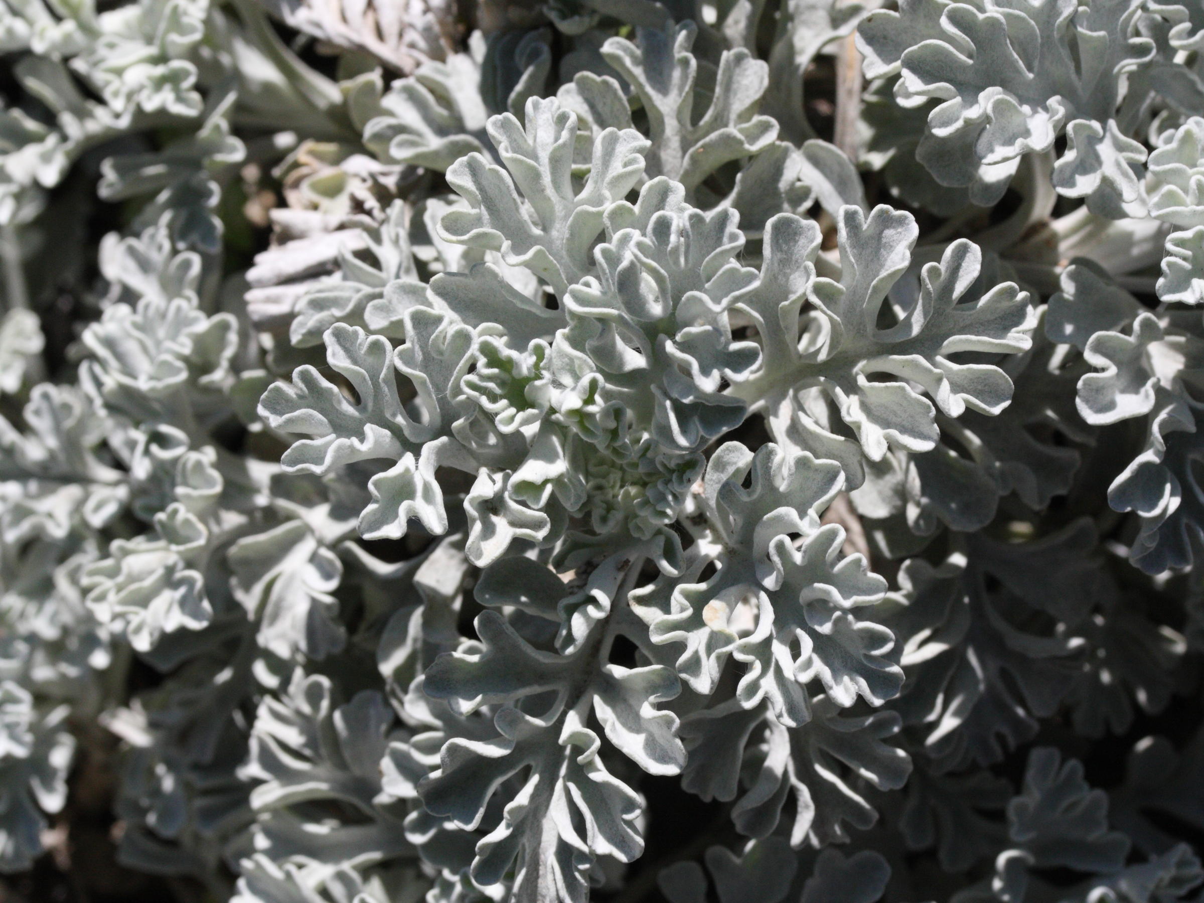 Afficher le média senecio_leucophyllus2md senecio_leucophyllus2md