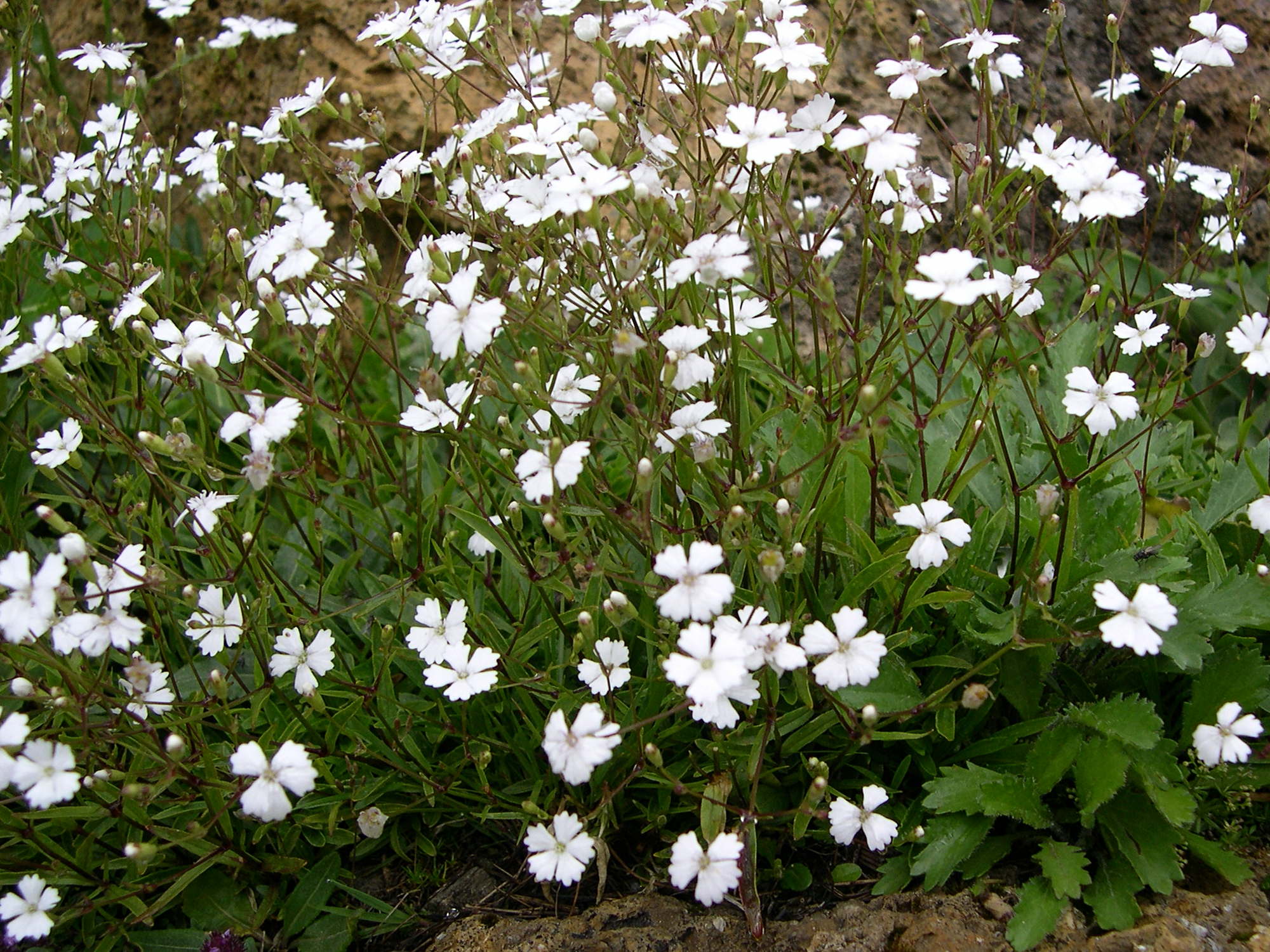 Afficher le média silene_alpestris2md silene_alpestris2md