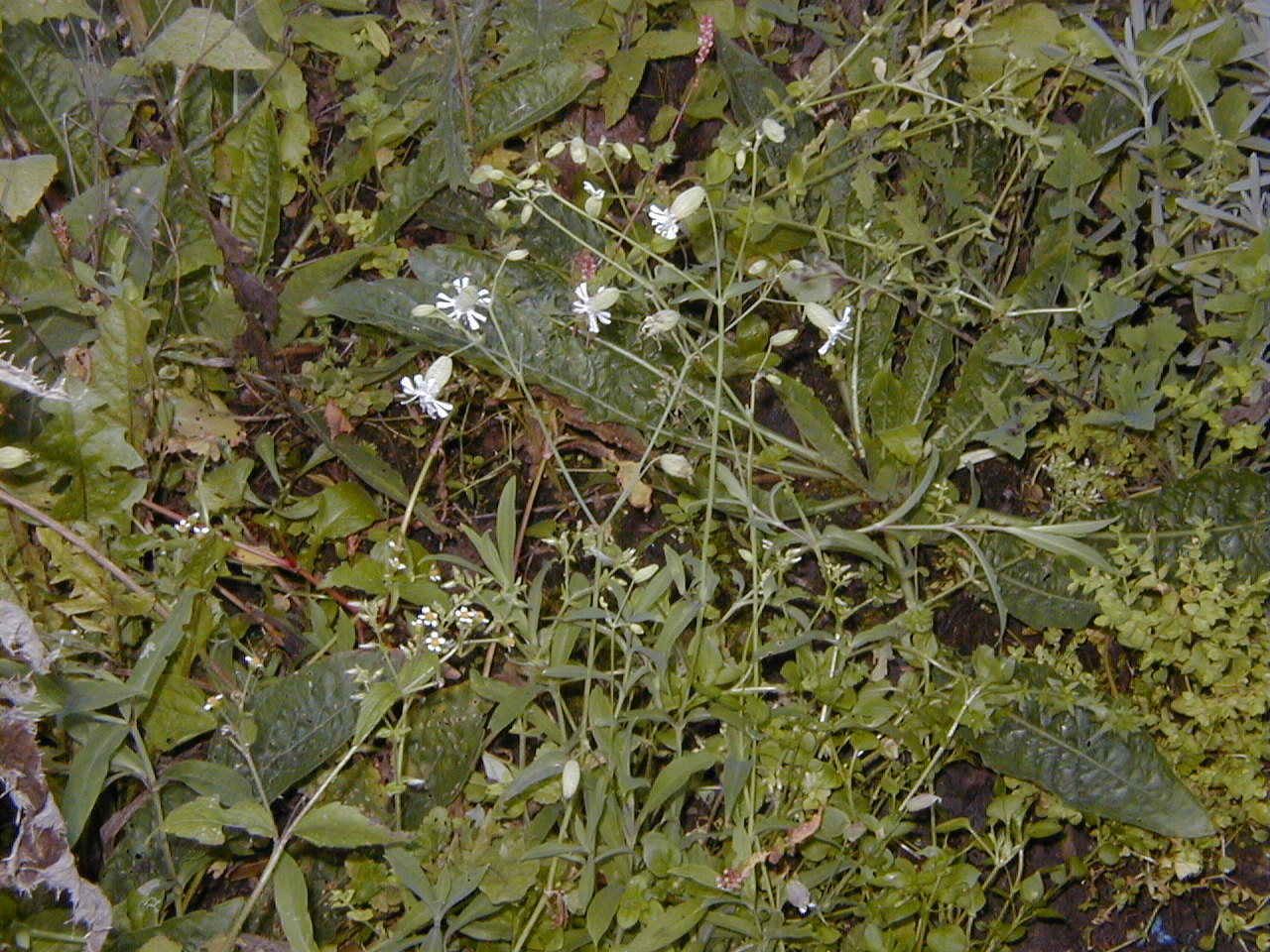 Afficher le média silene_vulgaris_vulgaris1amd silene_vulgaris_vulgaris1amd