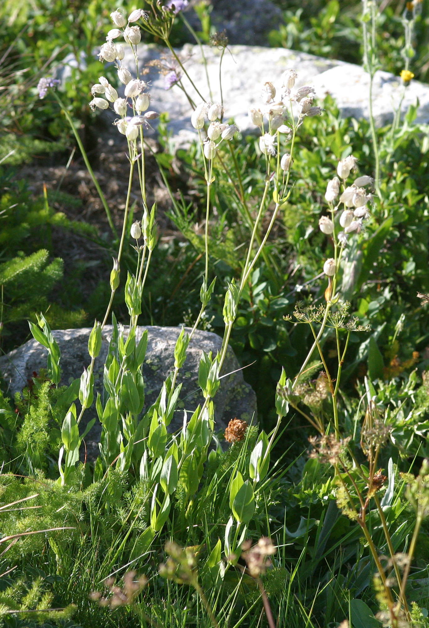 Afficher le média silene_vulgaris_vulgaris1bmd silene_vulgaris_vulgaris1bmd