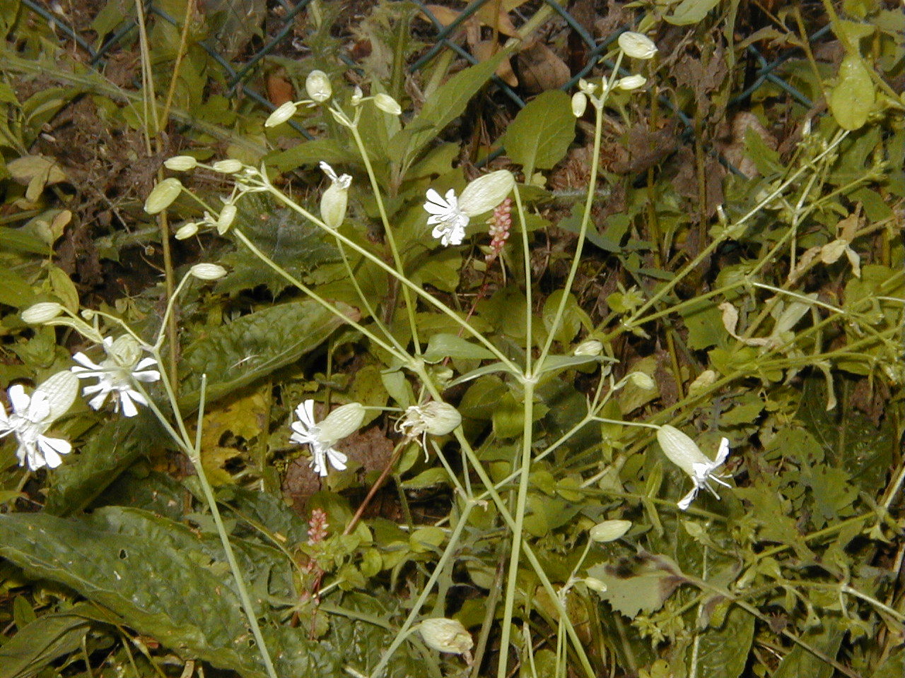 Afficher le média silene_vulgaris_vulgaris2md silene_vulgaris_vulgaris2md