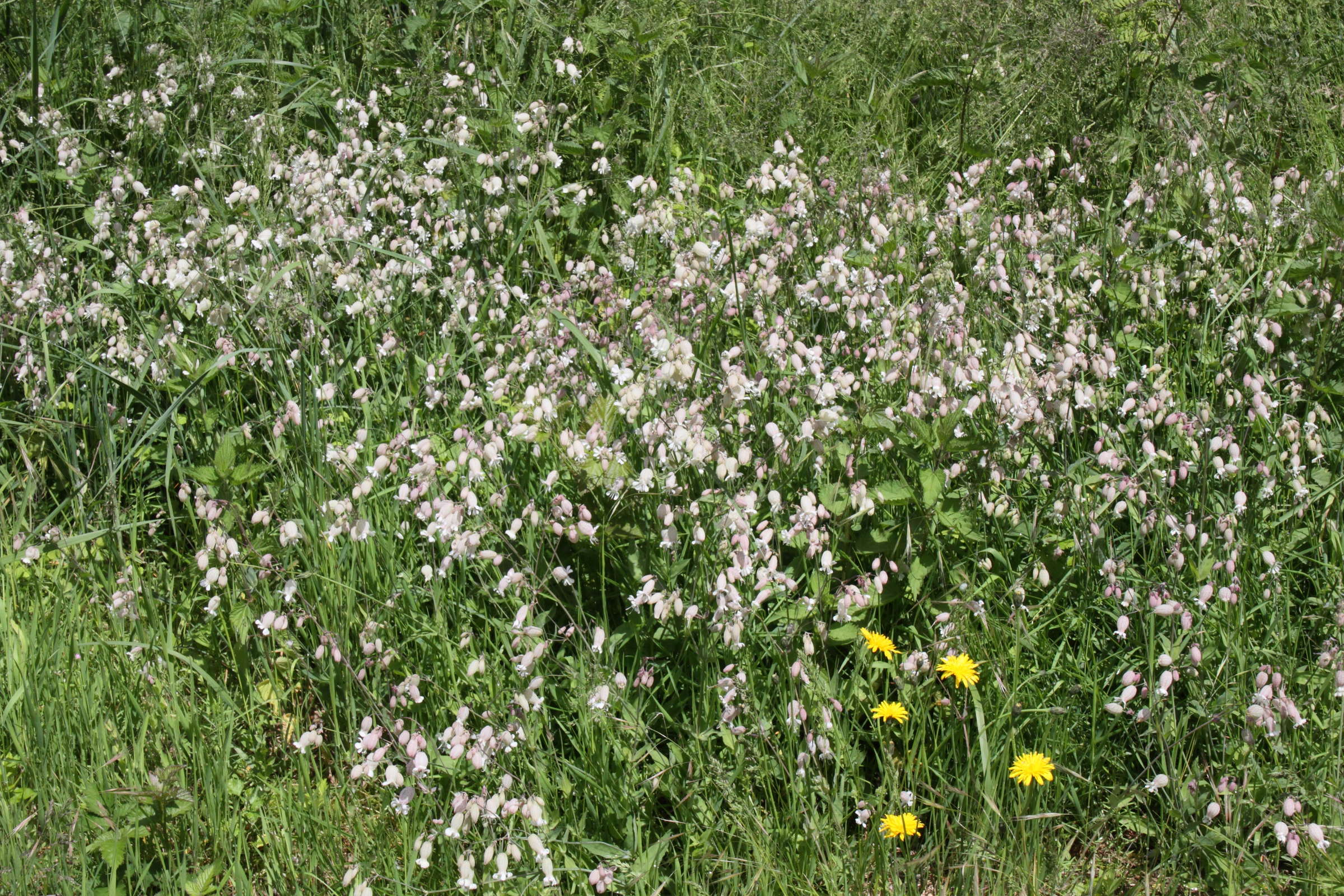 Afficher le média silene_vulgaris_vulgaris4md silene_vulgaris_vulgaris4md