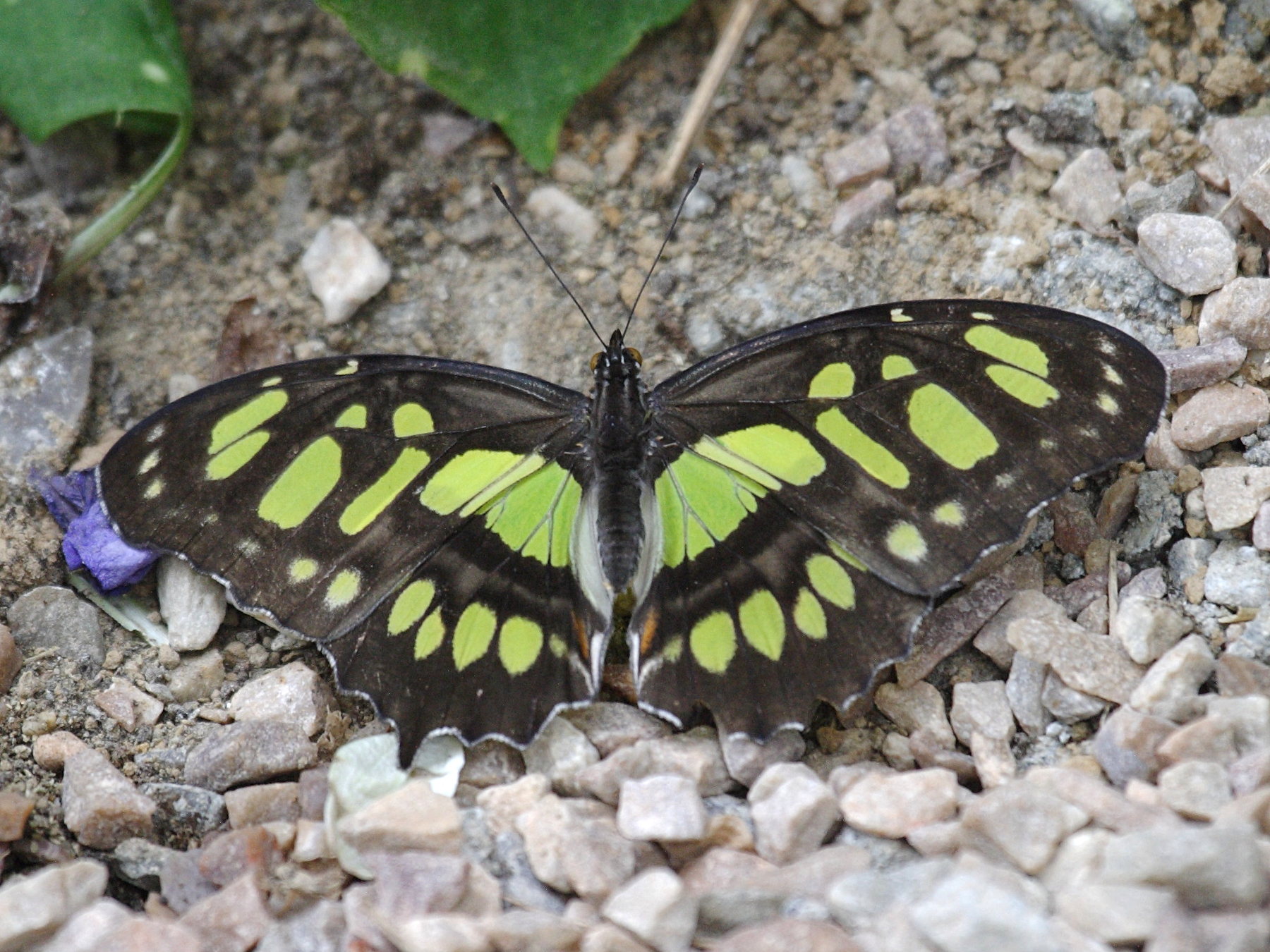 siproeta_steneles1bd