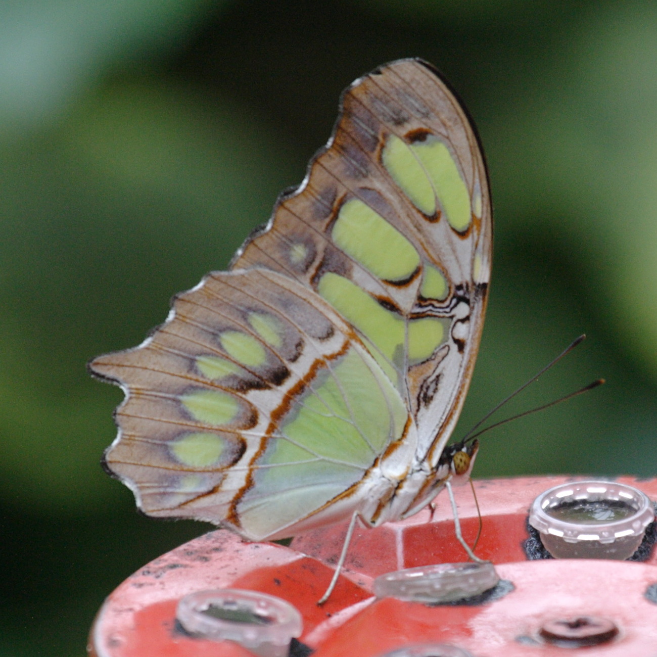 siproeta_steneles2bd